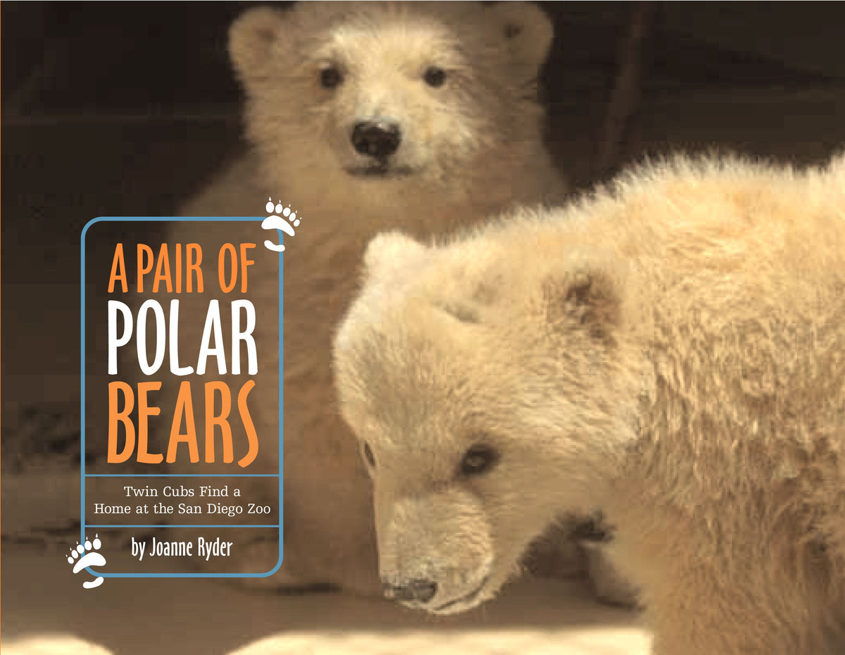 Pair of Polar Bears: Twin Cubs Find a Home at the San Diego Zoo