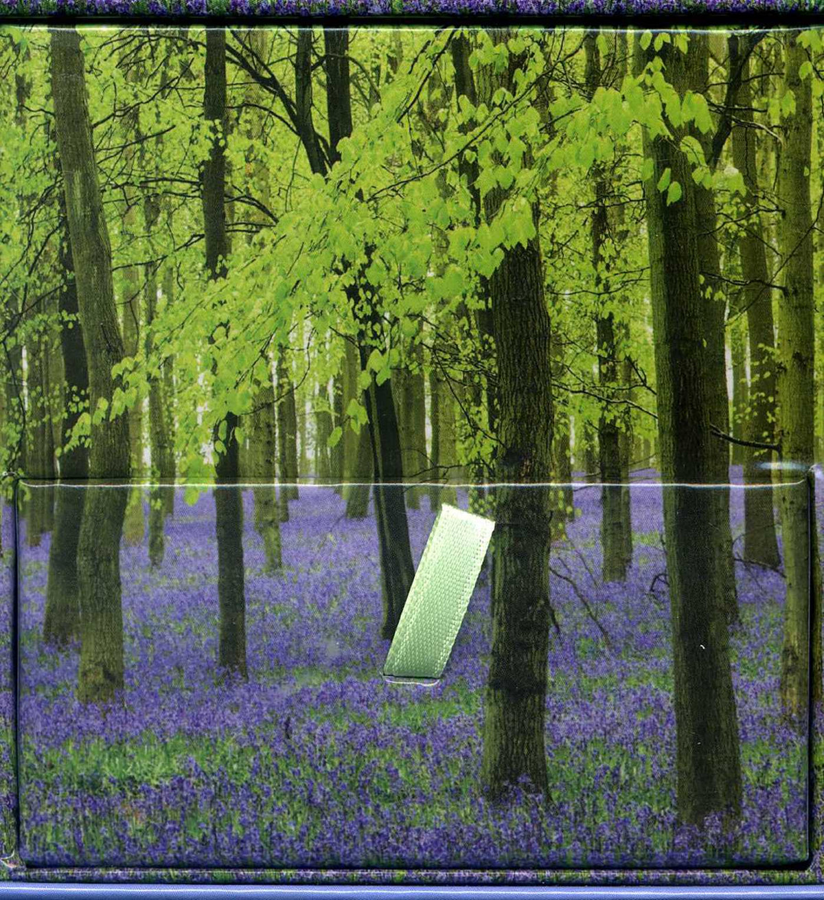 Bluebells