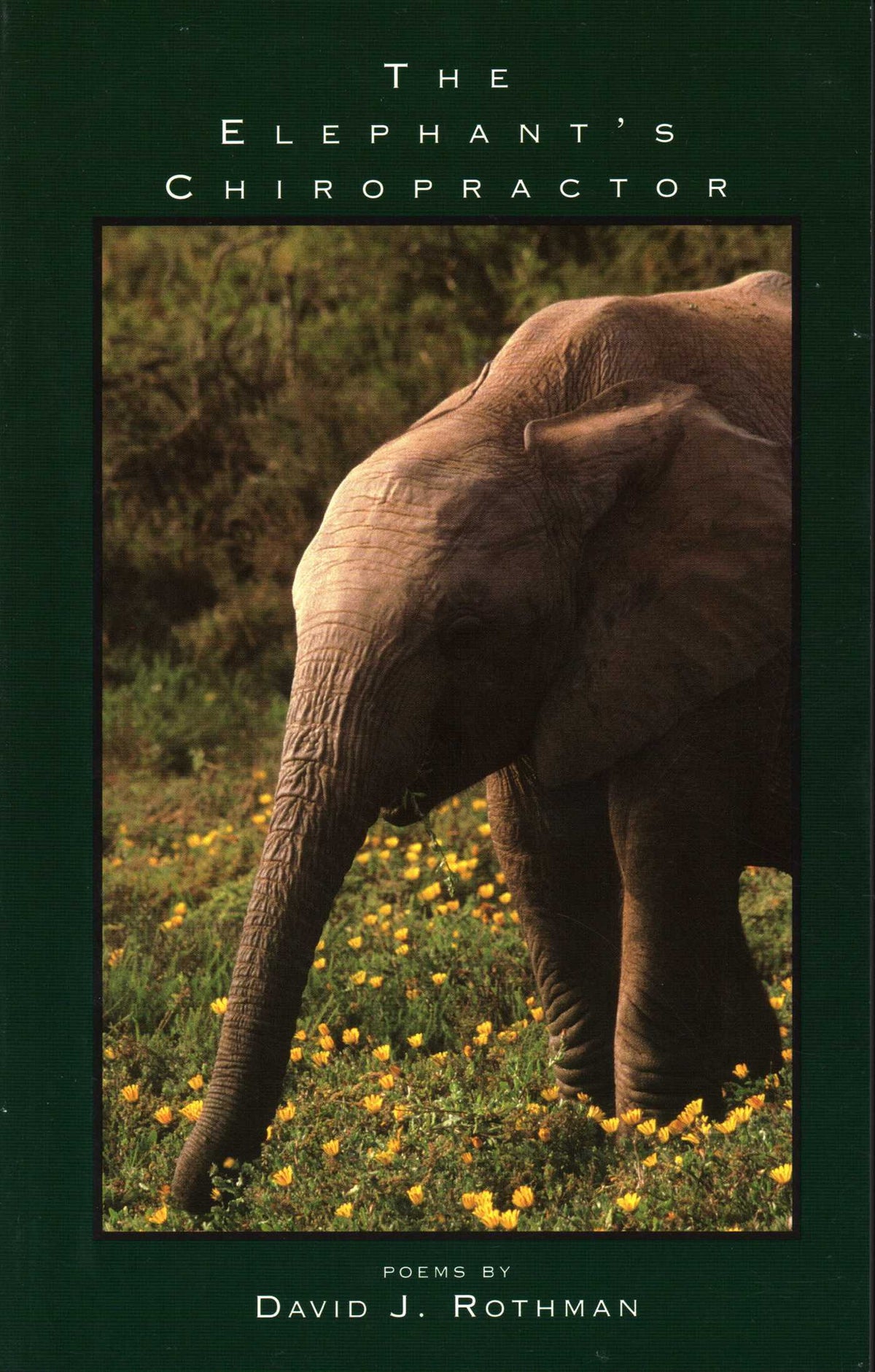 Elephant's Chiropractor