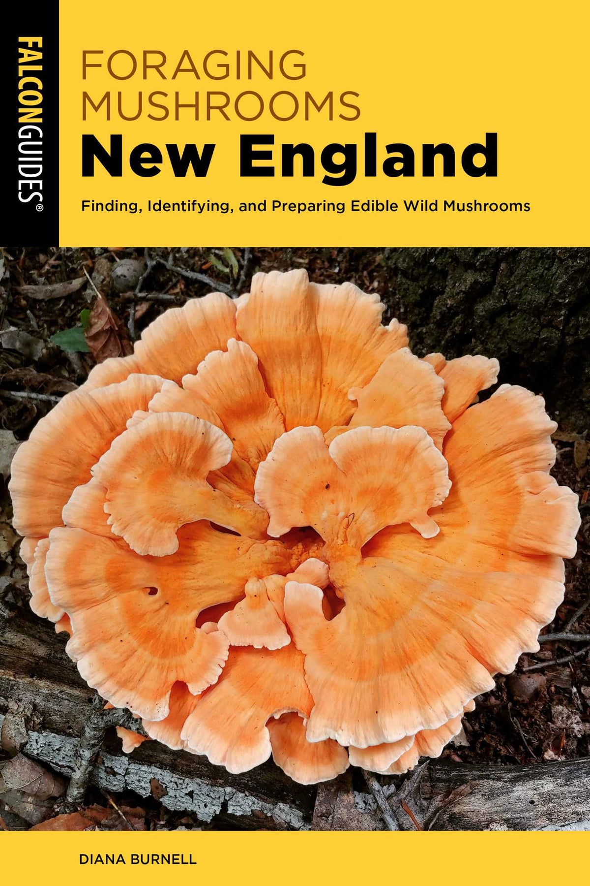 Foraging Mushrooms New England
