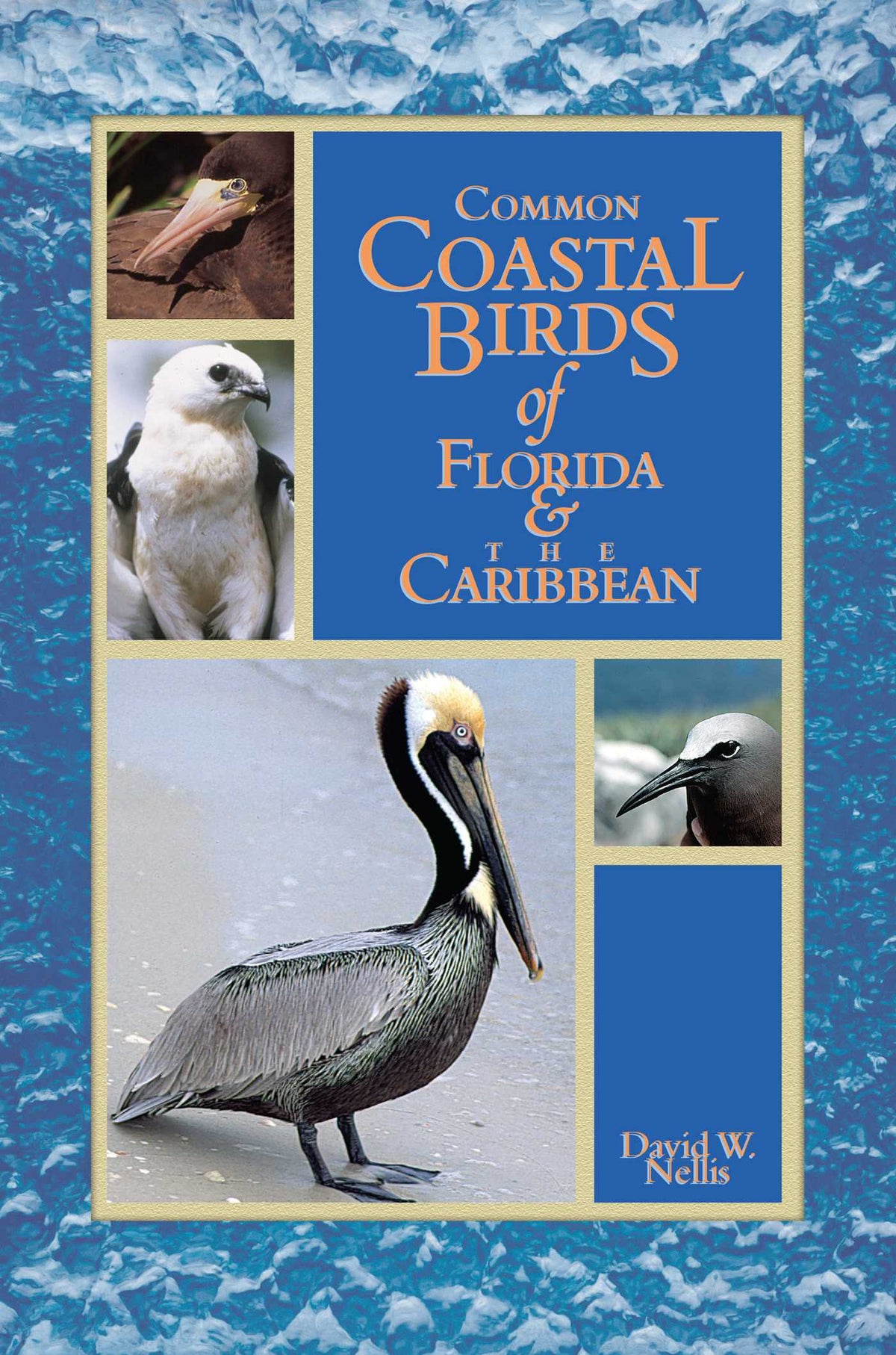 Common Coastal Birds of Florida & the Caribbean