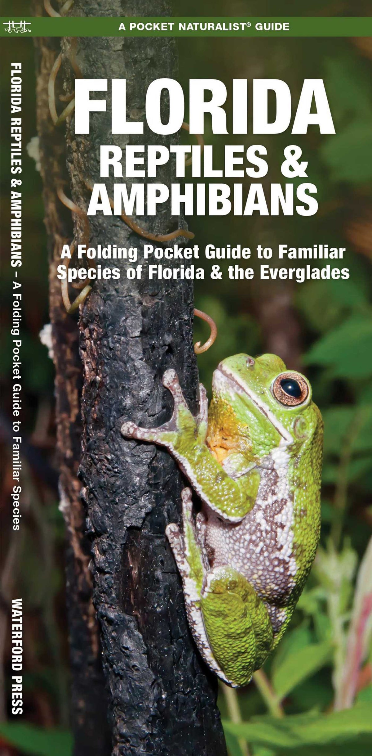 Florida Reptiles & Amphibians