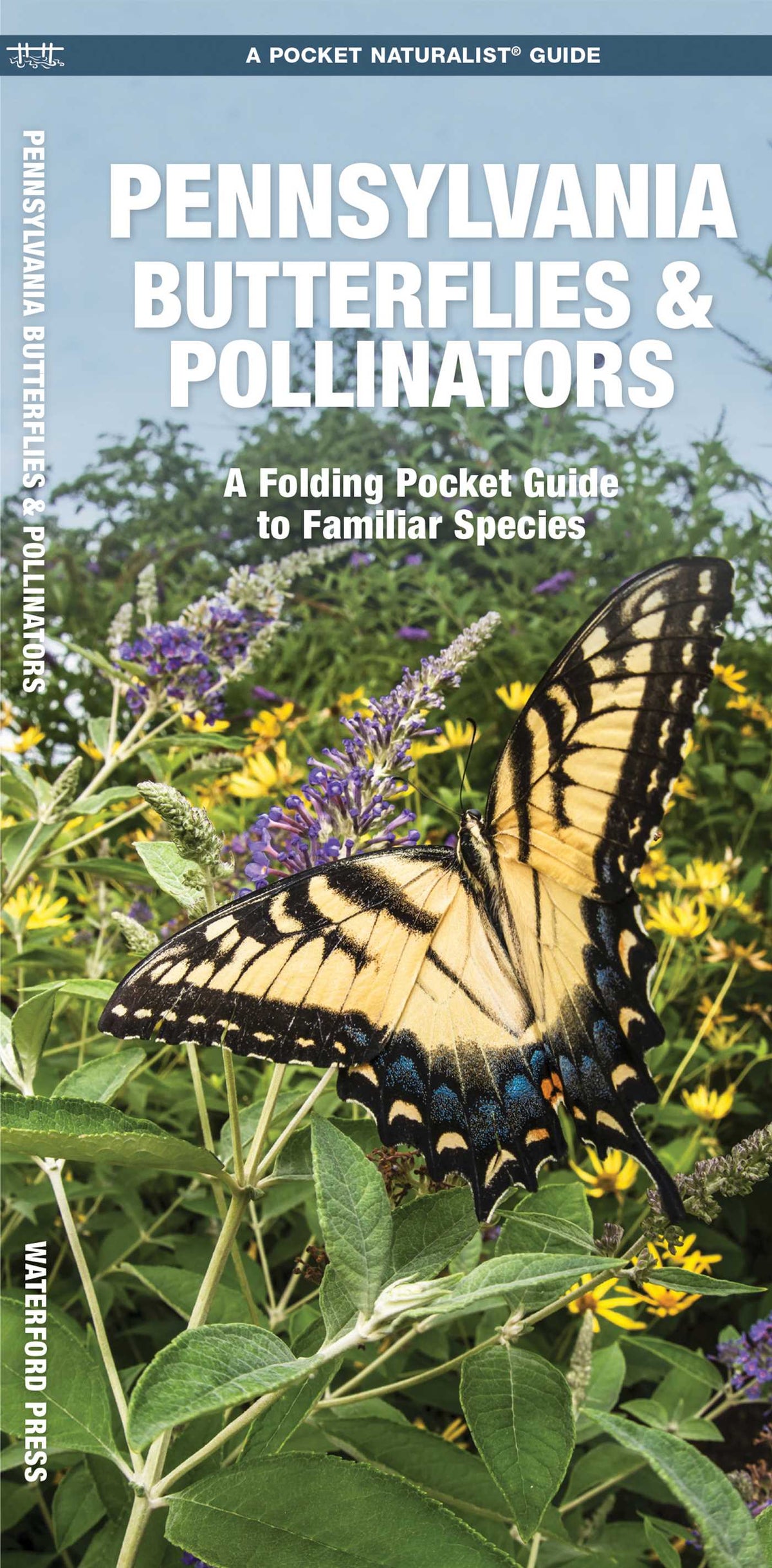 Pennsylvania Butterflies & Pollinators