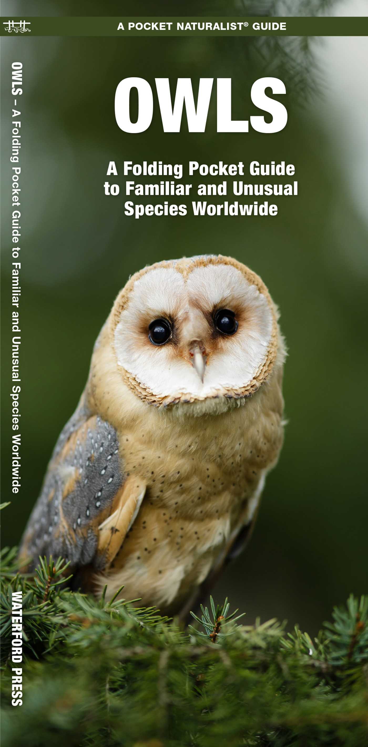 Owls