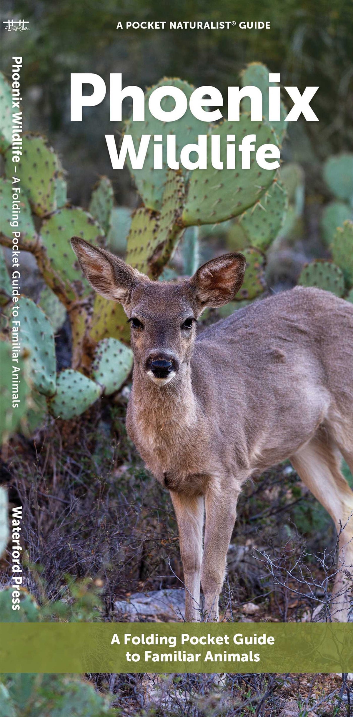 Phoenix Wildlife