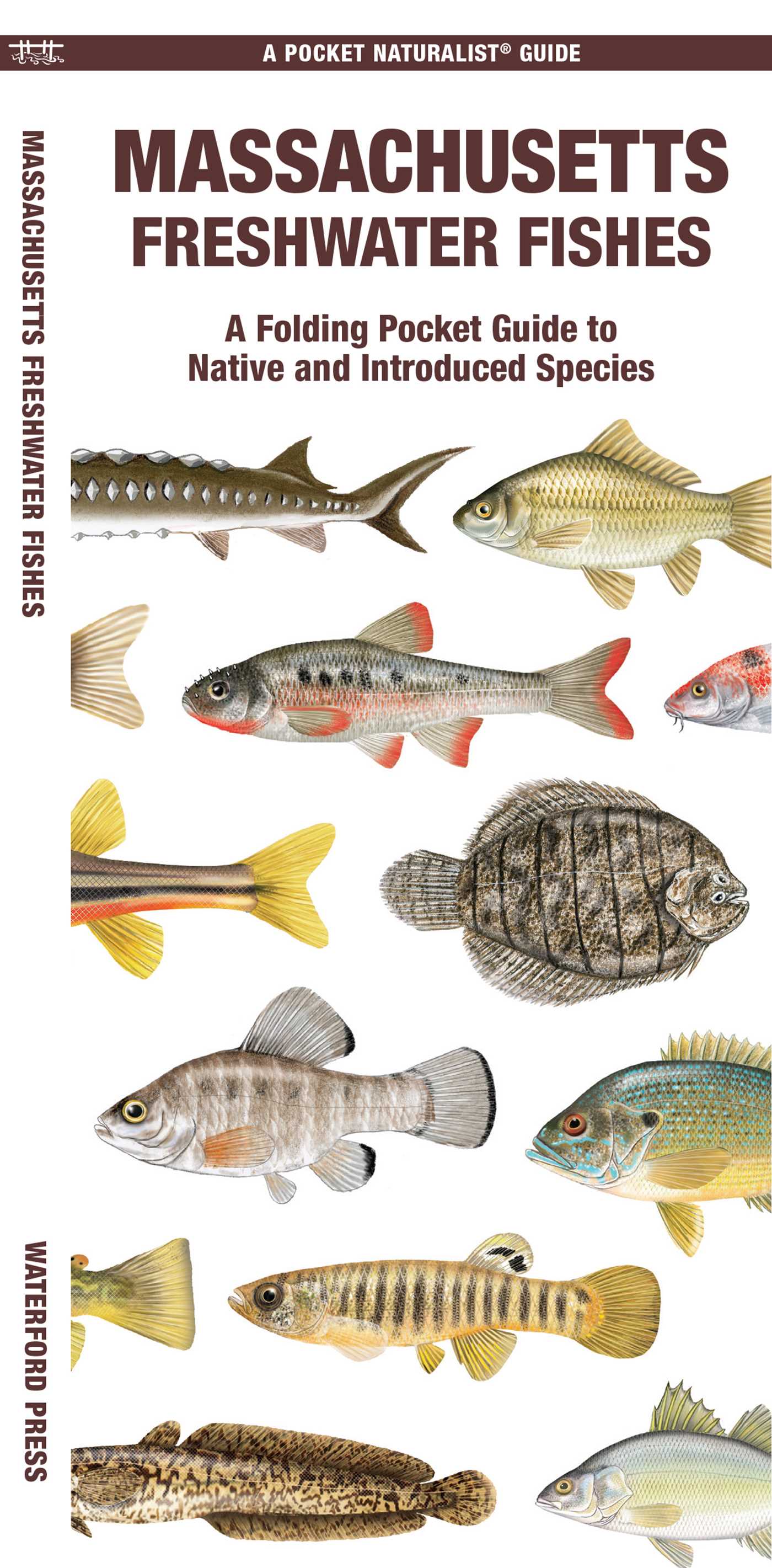 Massachusetts Freshwater Fishes