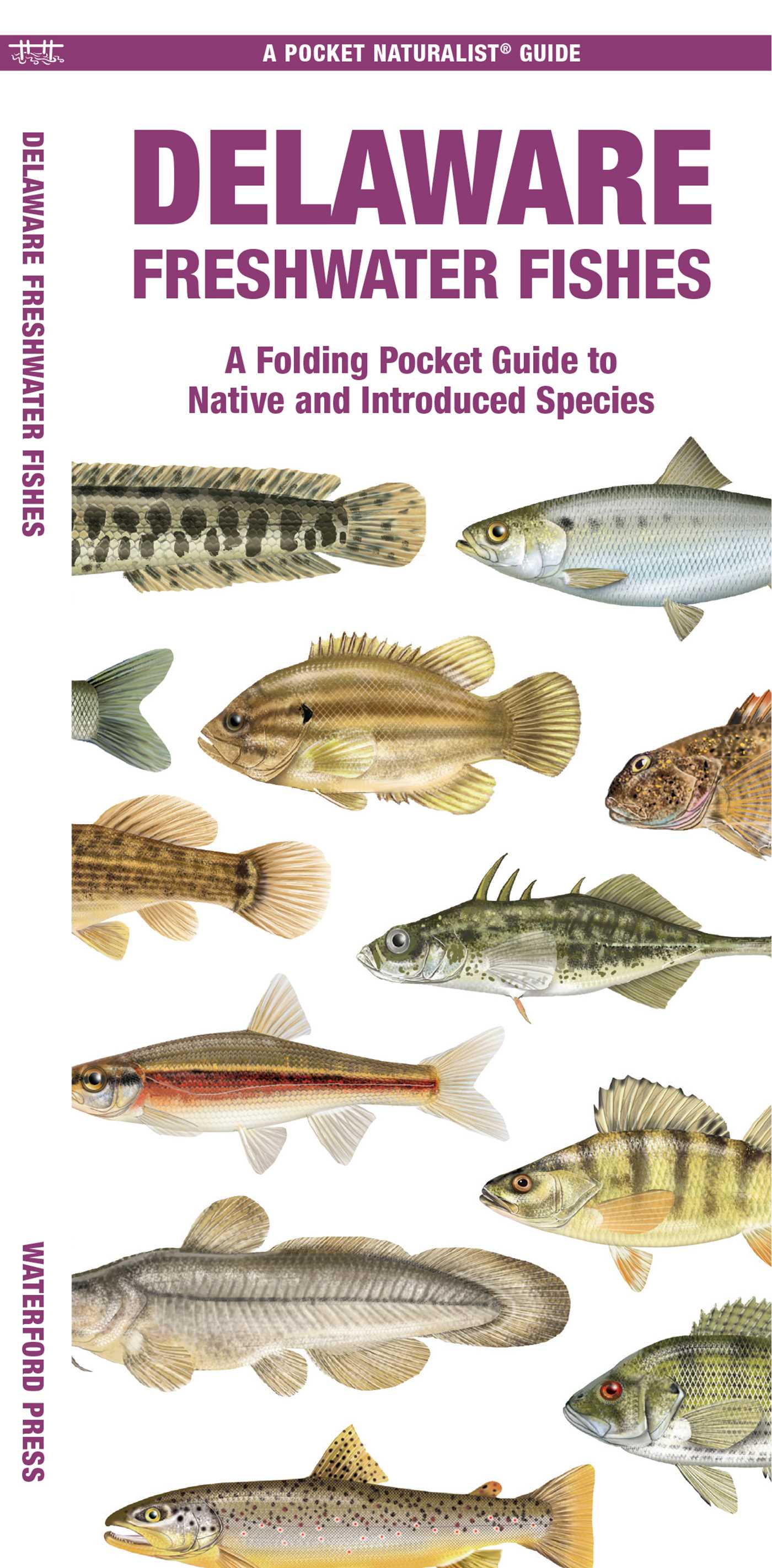 Delaware Freshwater Fishes