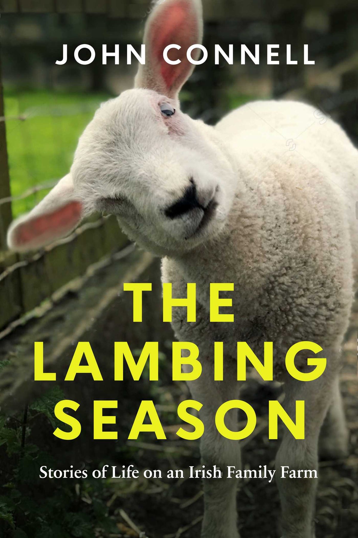 Lambing Season: Stories of Life on an Irish Family Farm