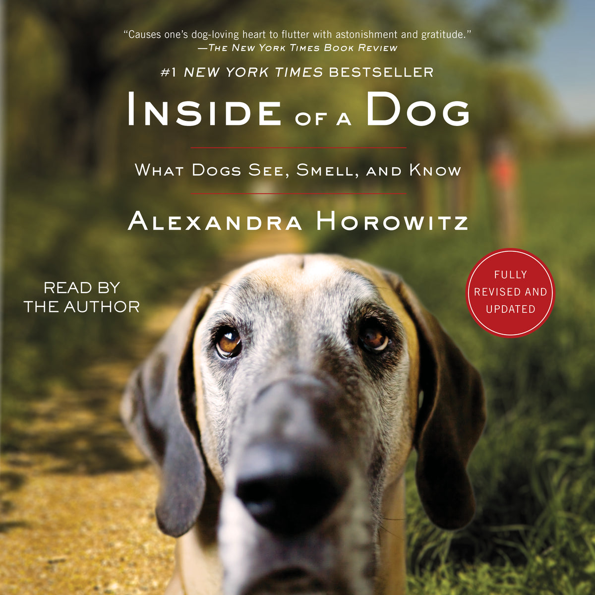 Inside of a Dog