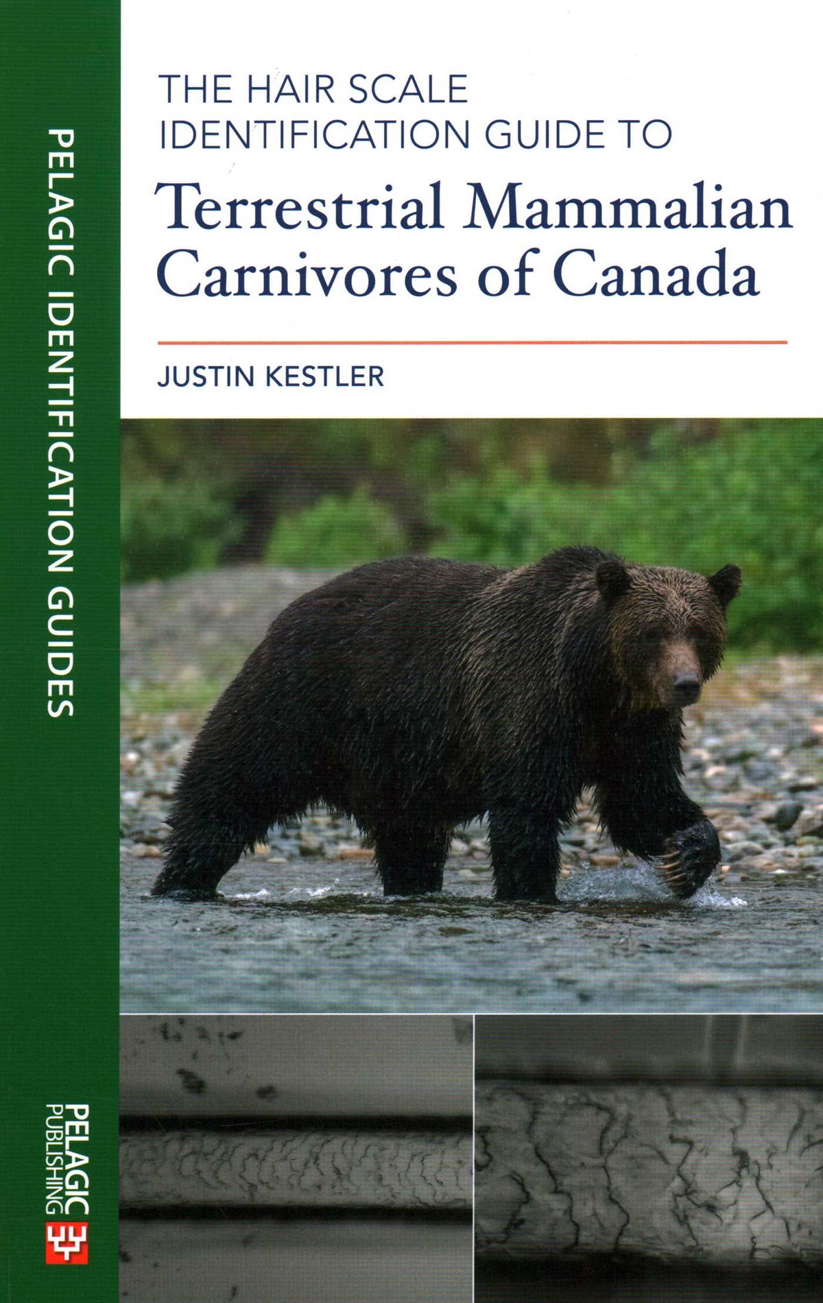 Hair Scale Identification Guide to Terrestrial Mammalian Carnivores of Canada