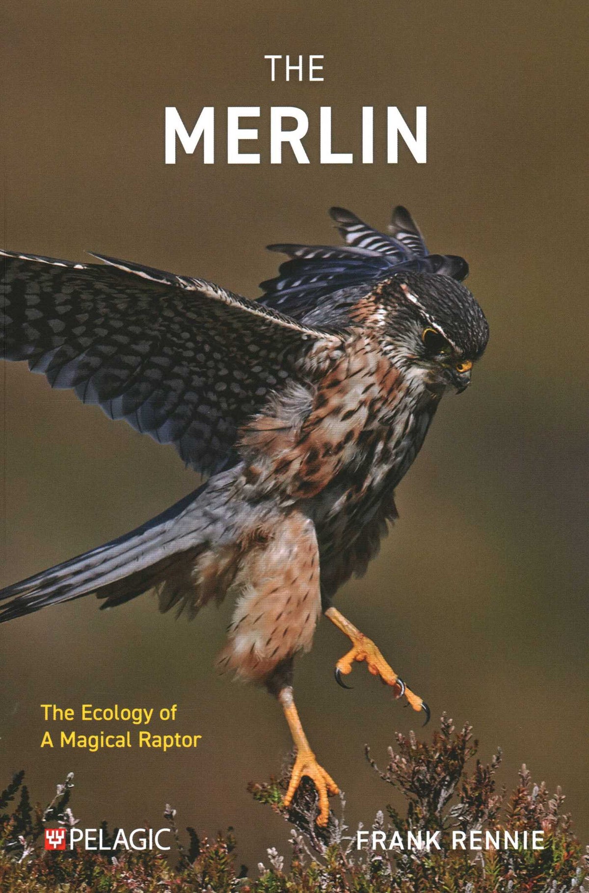 Merlin: The Ecology of a Magical Raptor