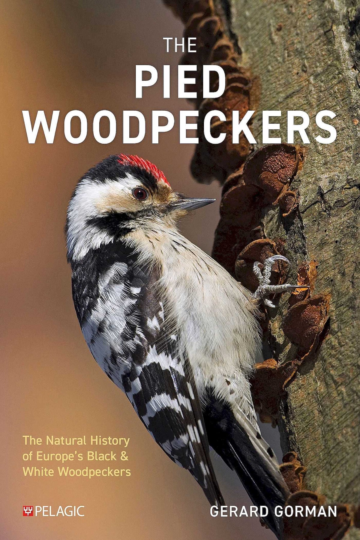 Pied Woodpeckers: The Natural History of Europe's Black & White Woodpeckers