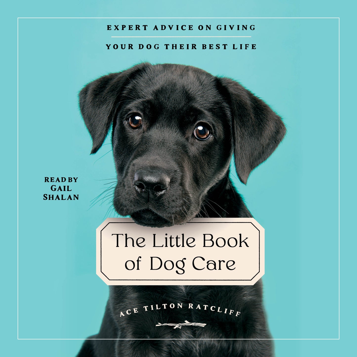 Little Book of Dog Care: Expert Advice on Giving Your Dogs Their Best Life