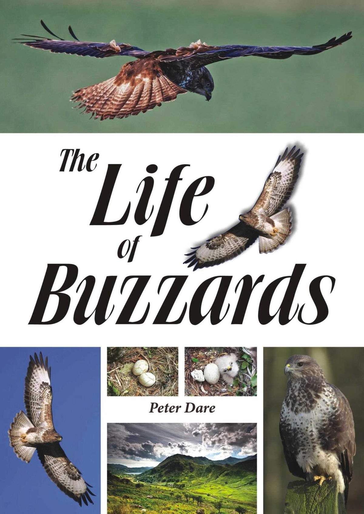 Life of Buzzards