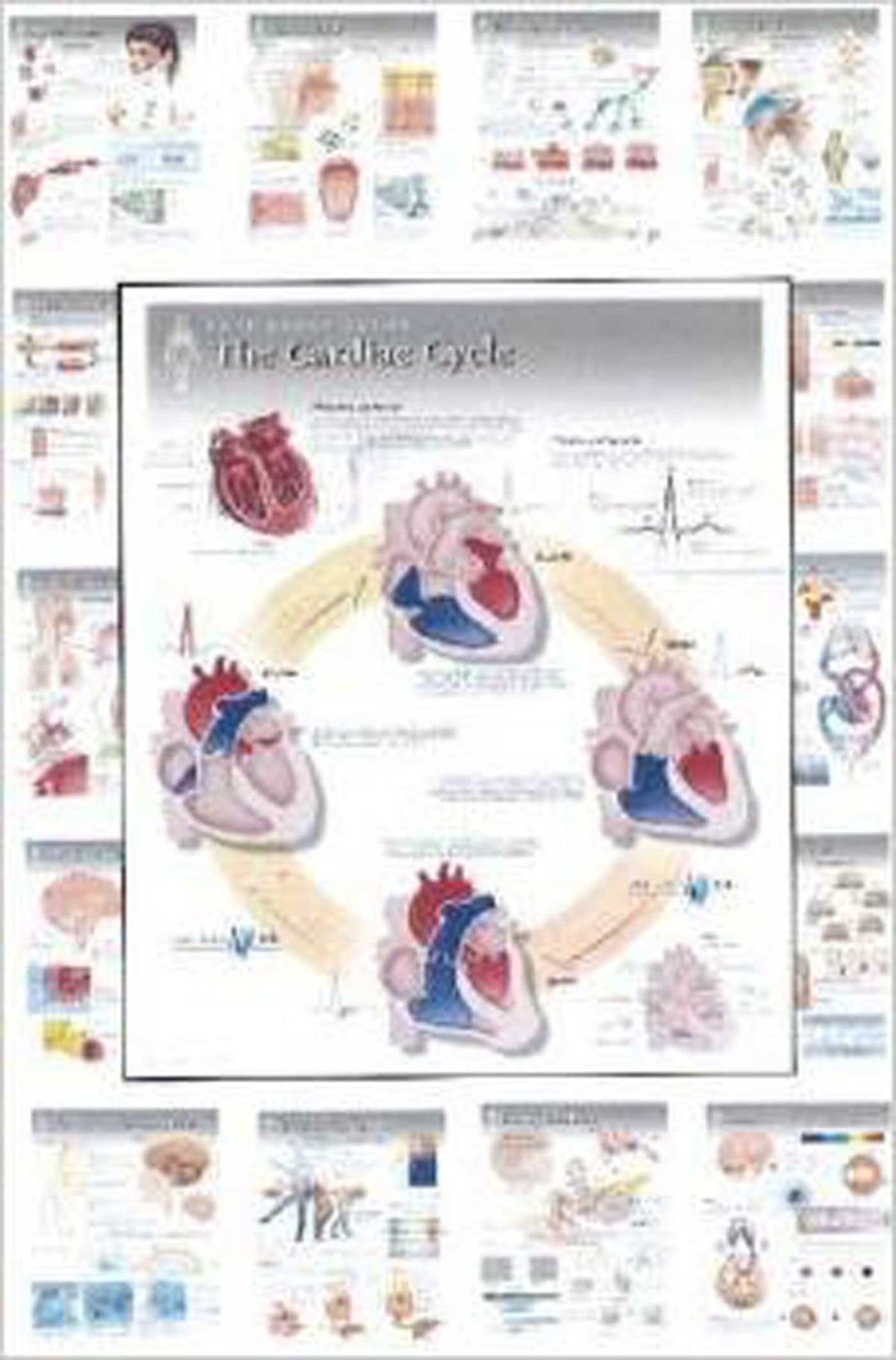 Physiology Wall Charts Set of 20