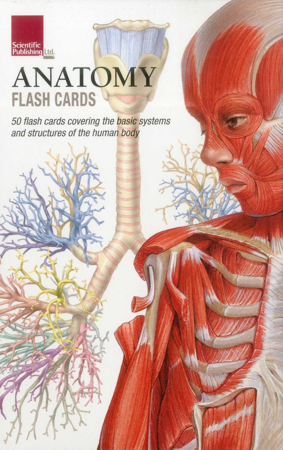 Anatomy Flash Cards