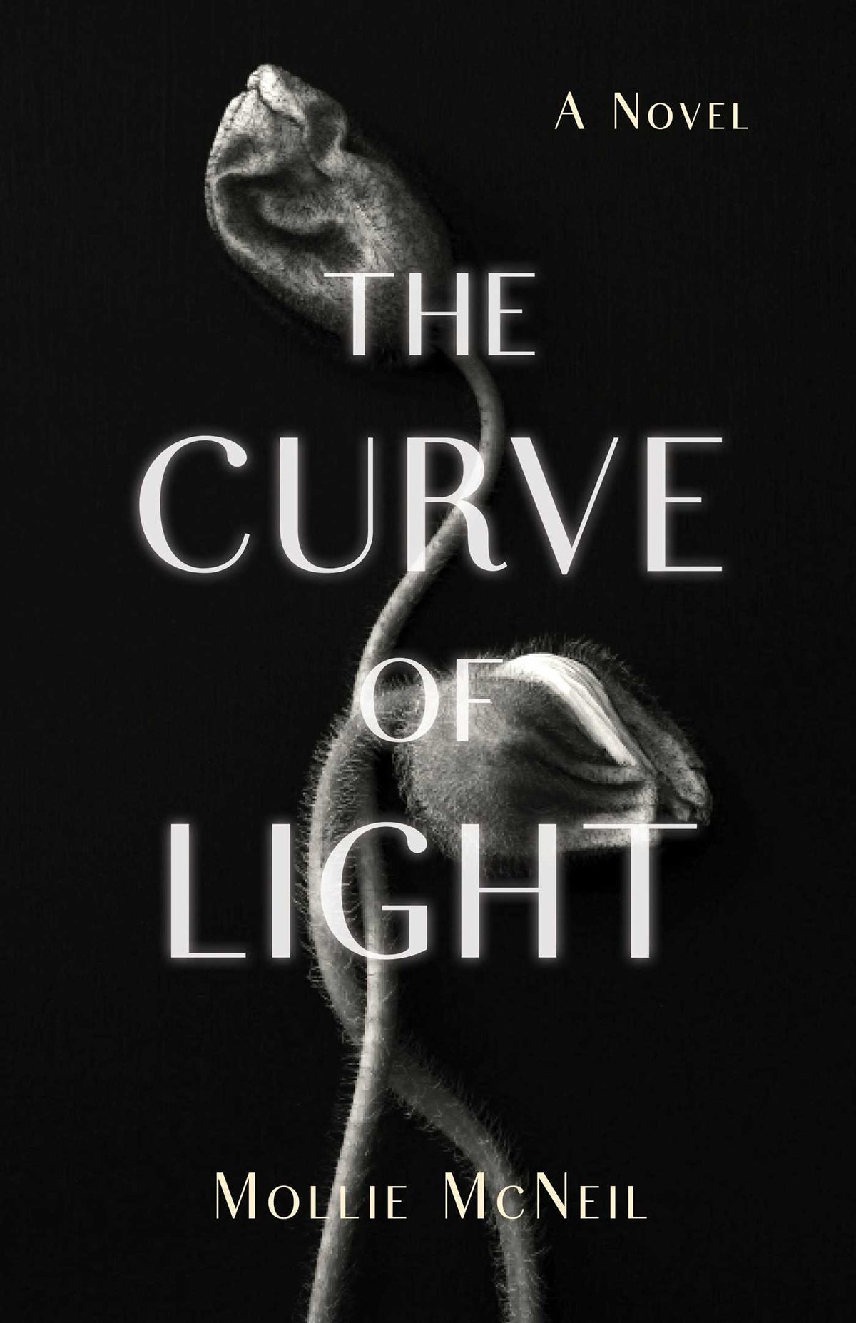 Curve of Light: A Novel