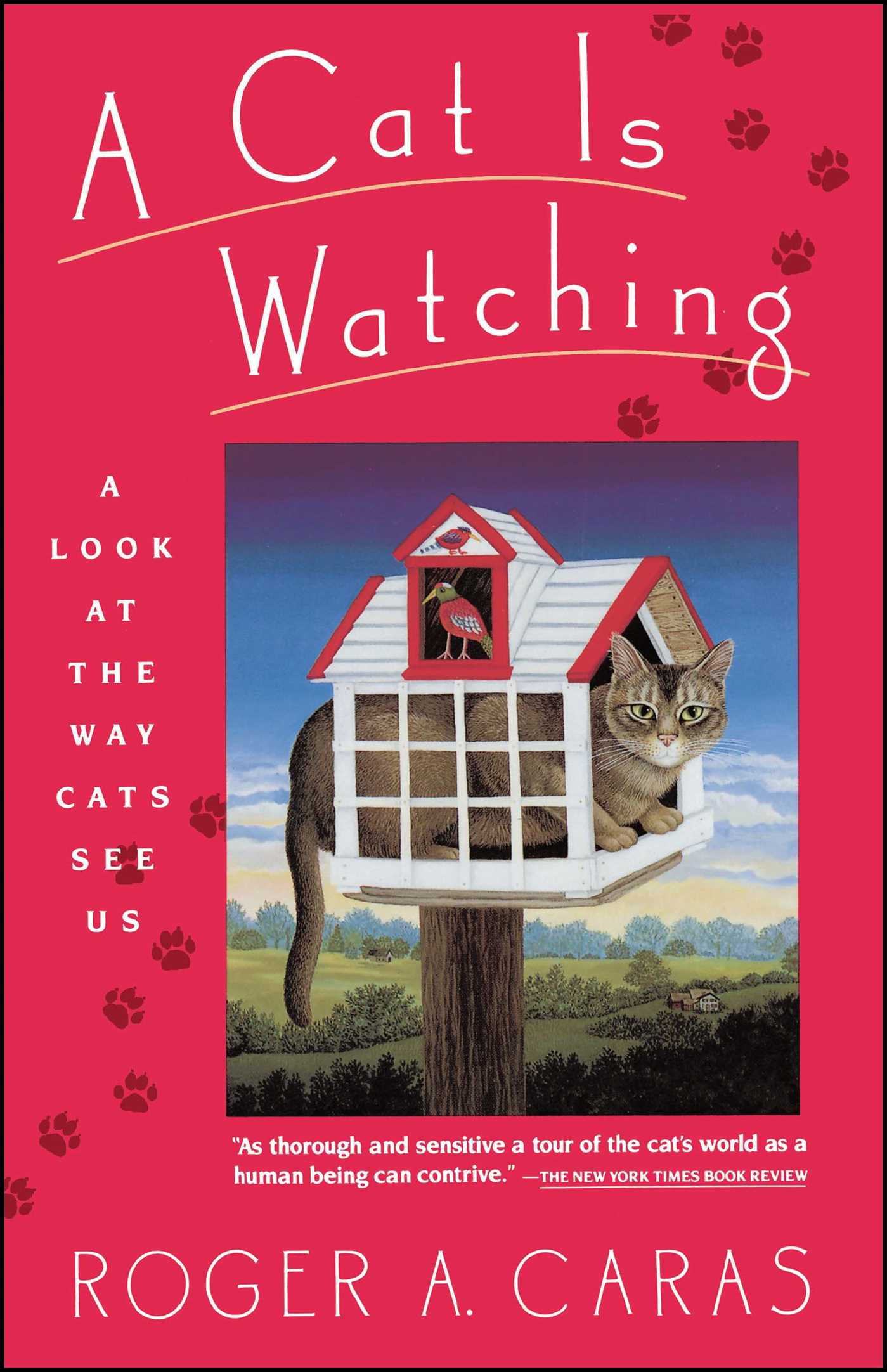 Cat is Watching