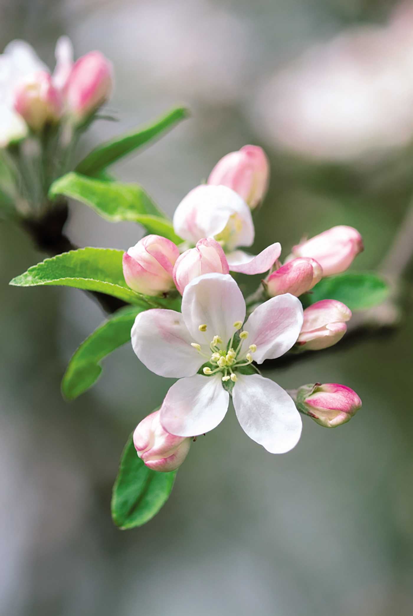 Apple Blossom
