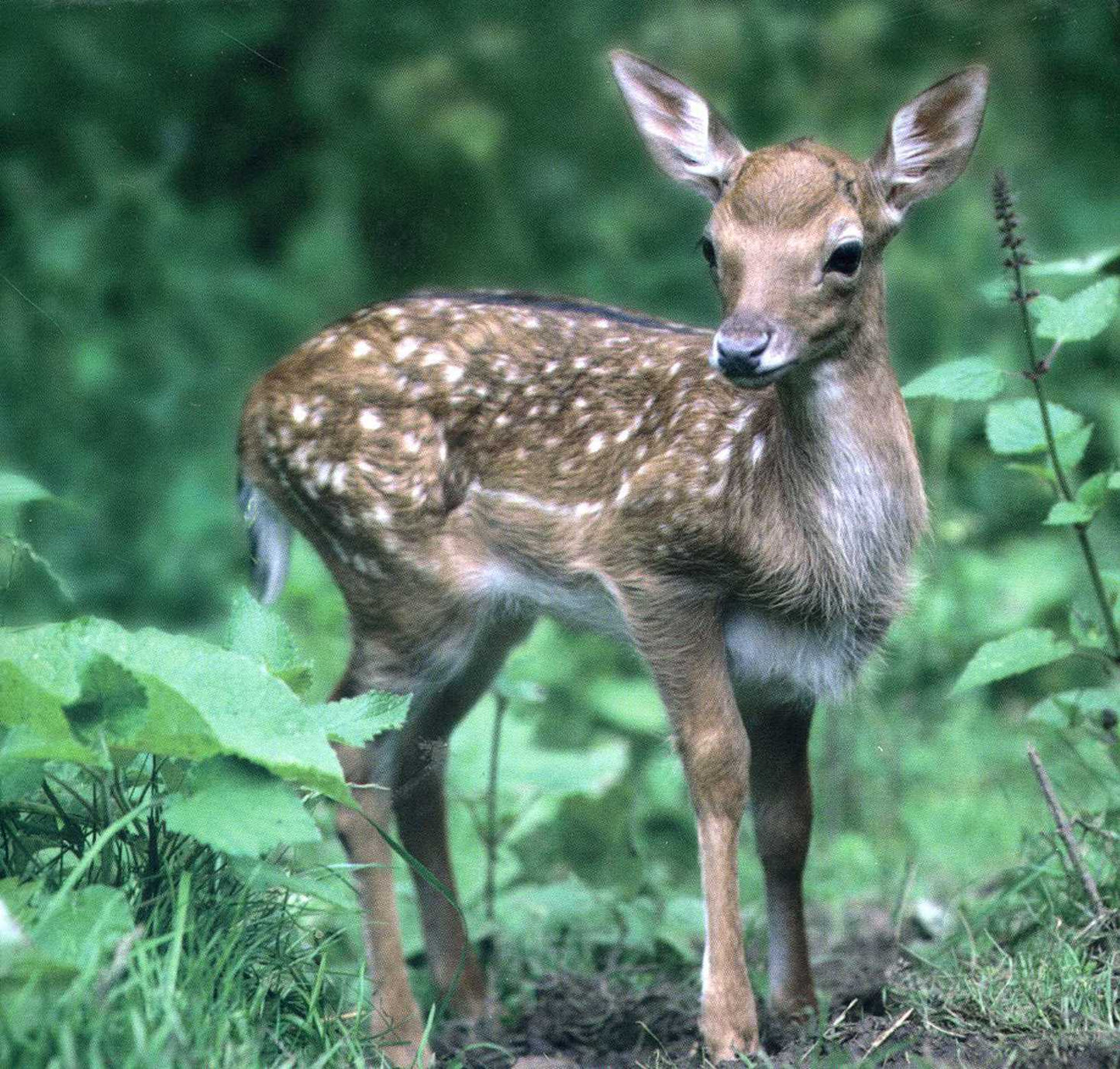 Deer