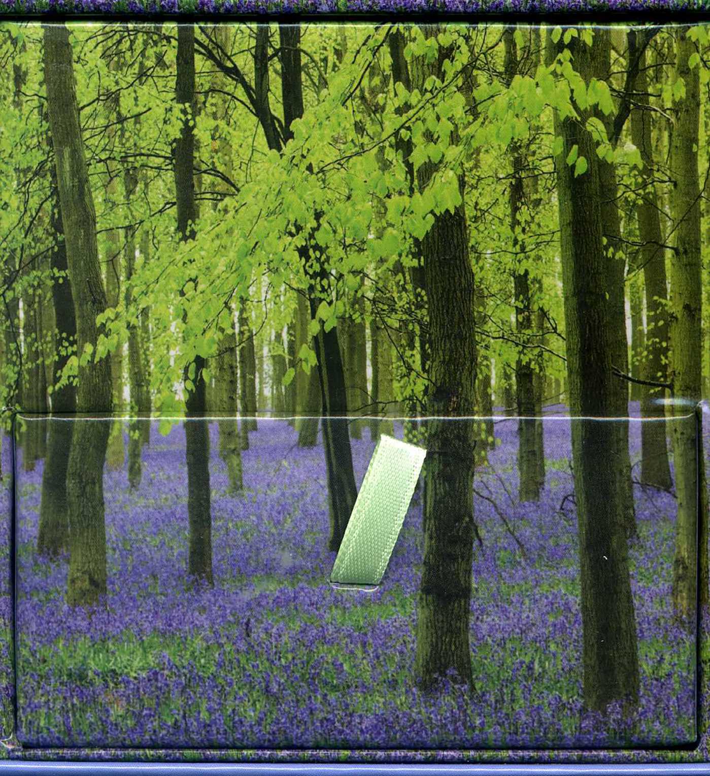 Bluebells