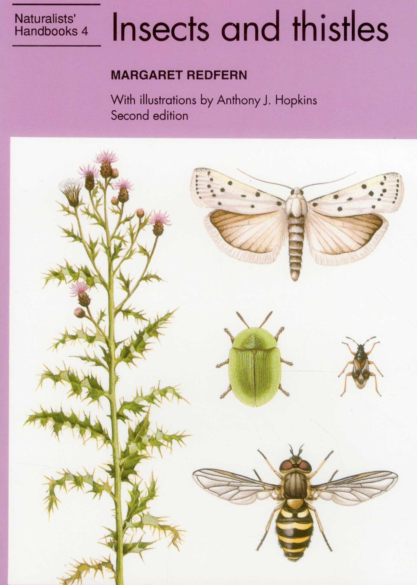 Insects and Thistles