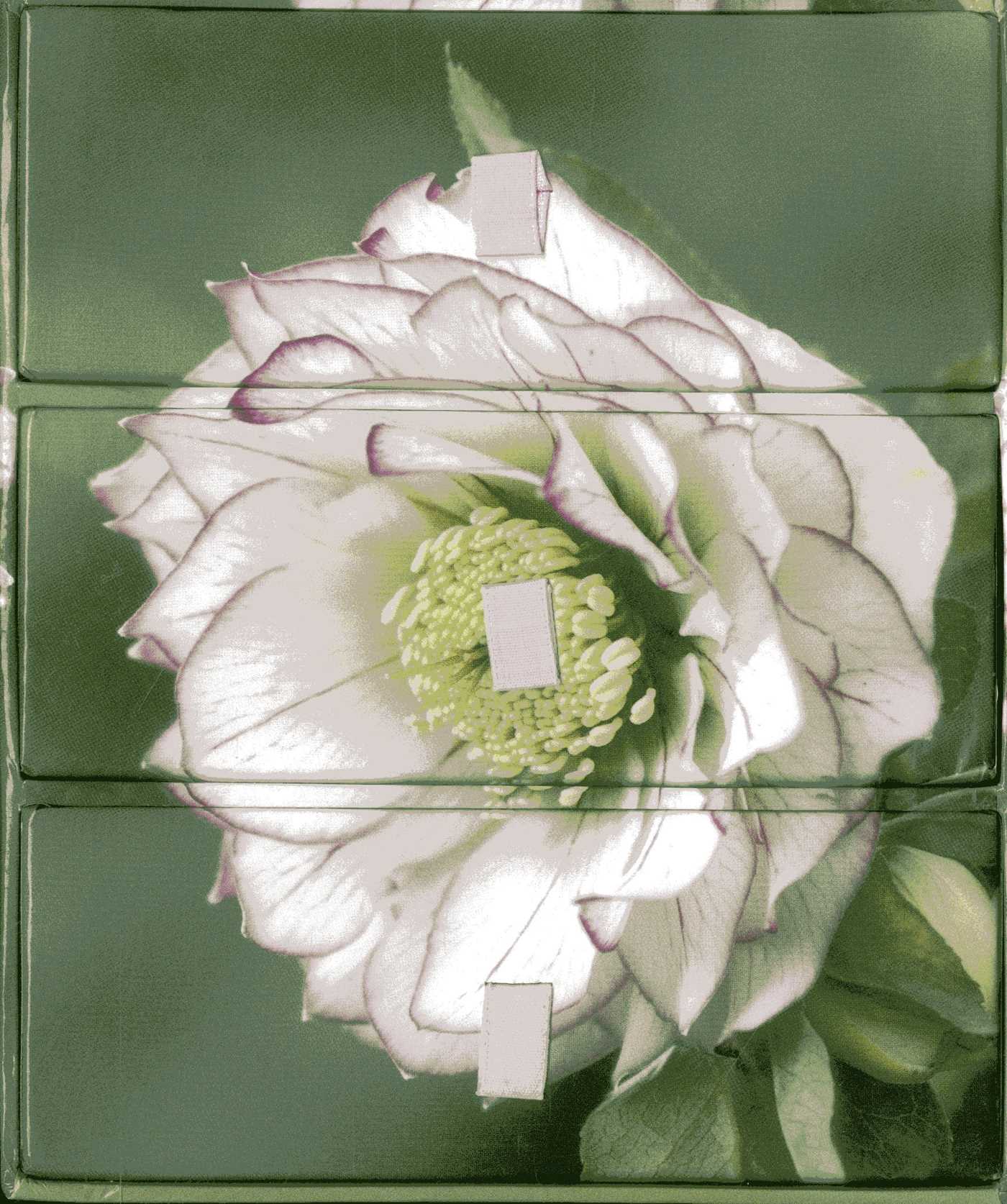 Flower Portraits' Three-Drawer Card Box with 60 Gift Cards and Envelopes