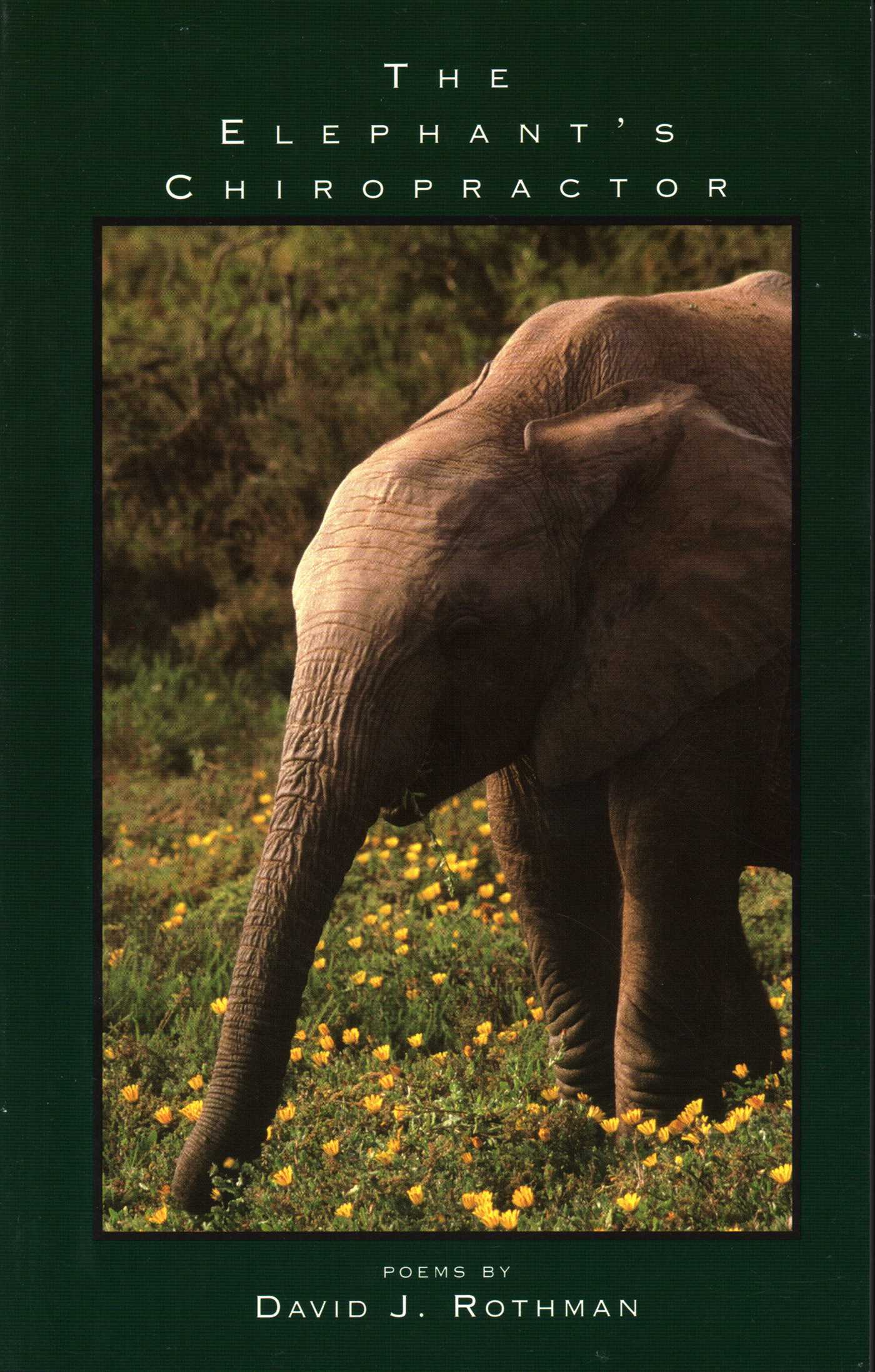Elephant's Chiropractor