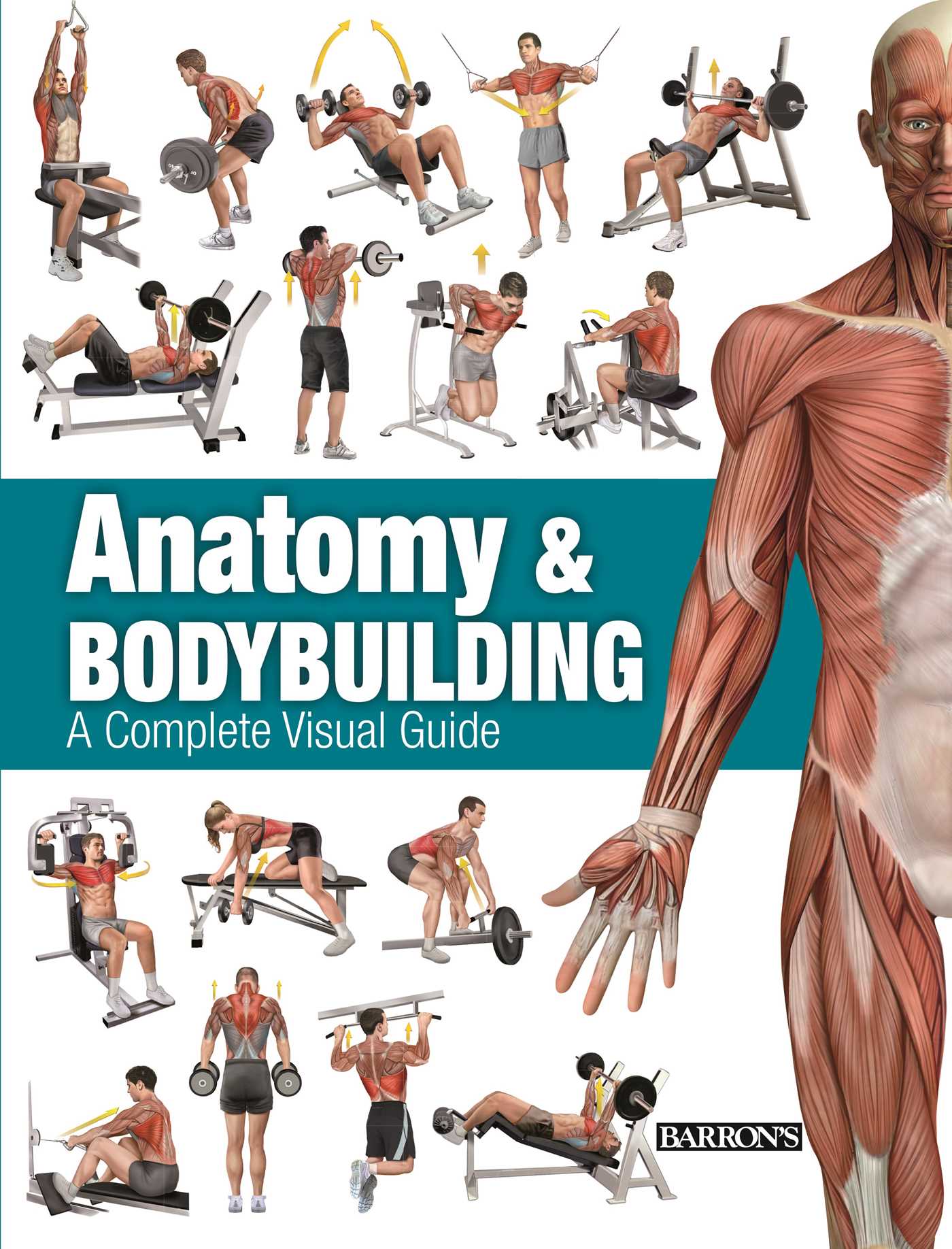 Anatomy & Bodybuilding