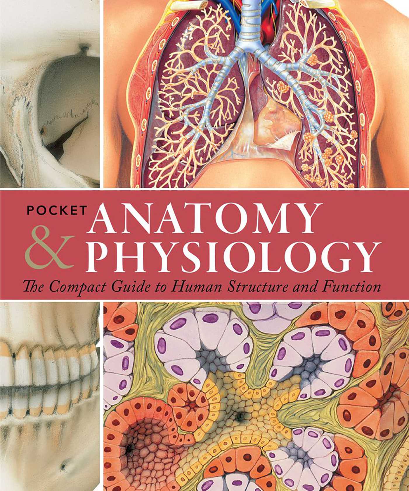 Pocket Anatomy & Physiology