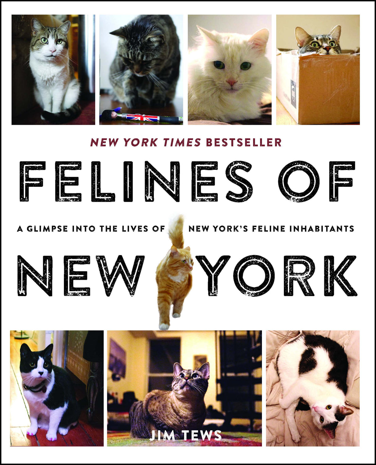 Felines of New York