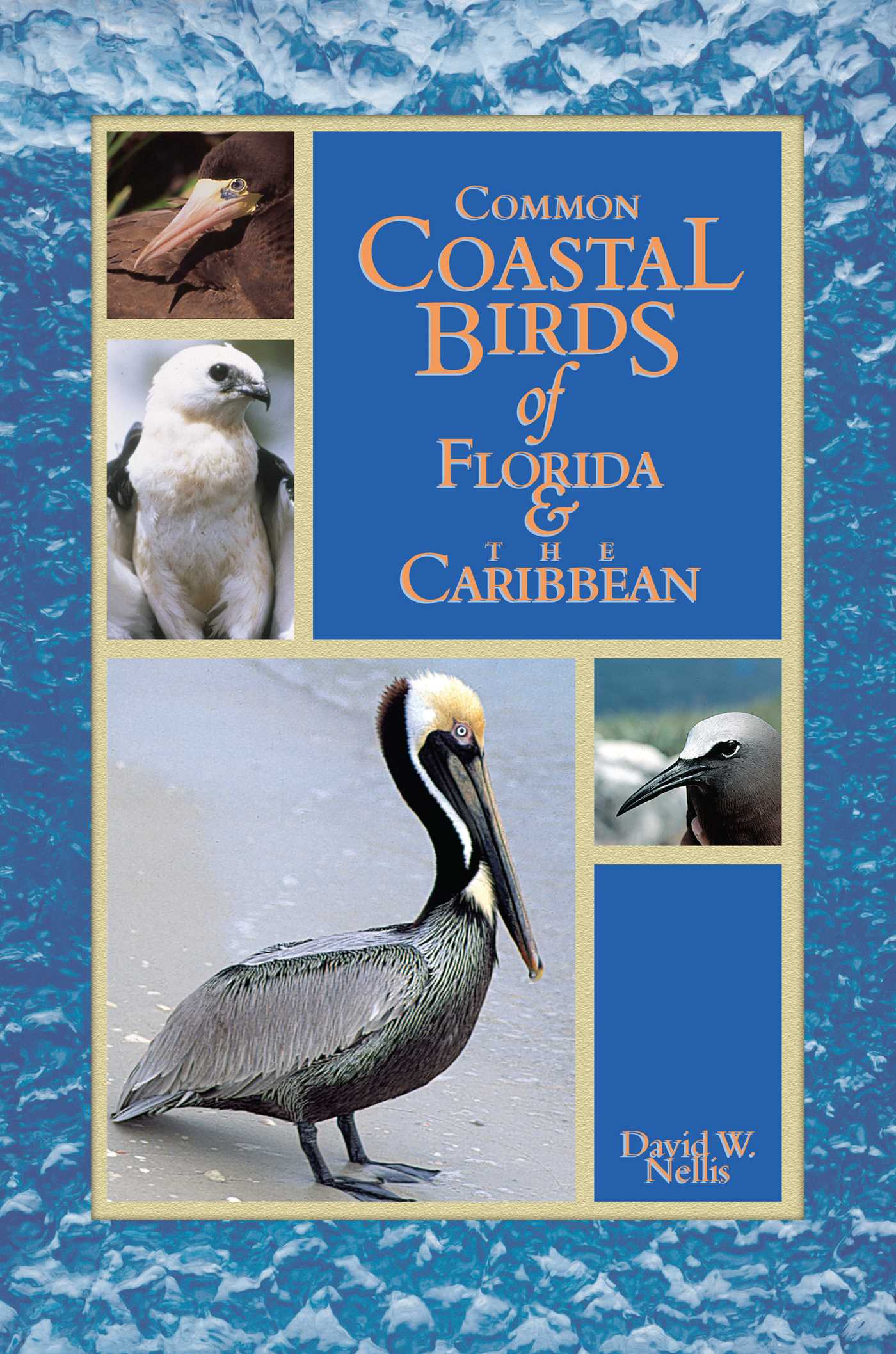 Common Coastal Birds of Florida & the Caribbean