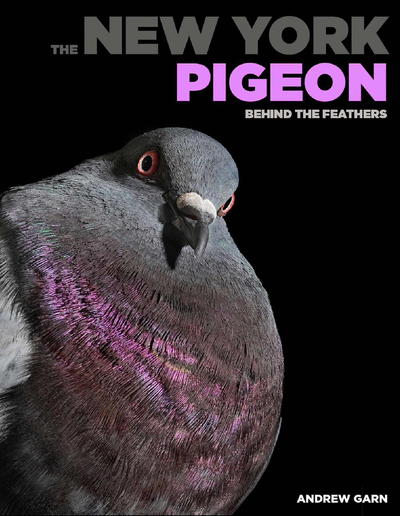 New York Pigeon: Behind the Feathers