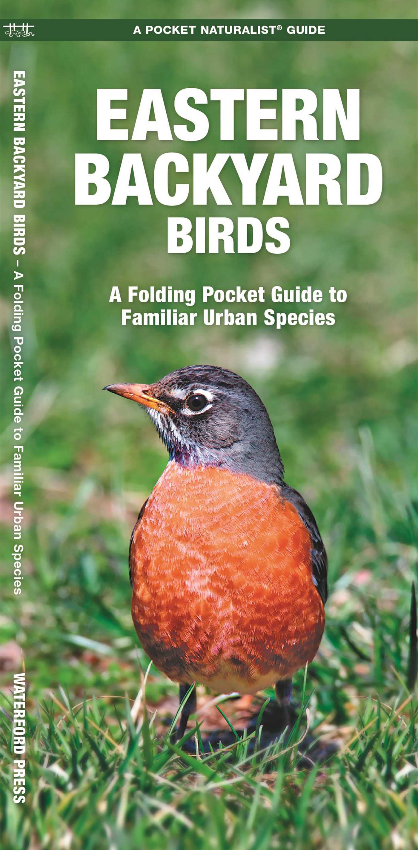 Eastern Backyard Birds