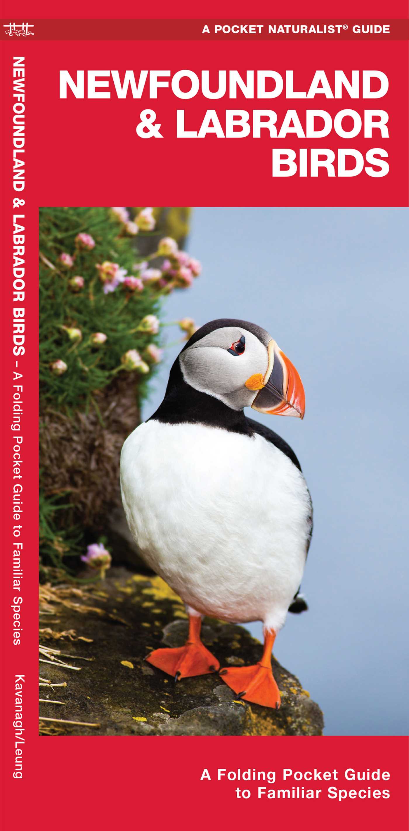 Newfoundland & Labrador Birds