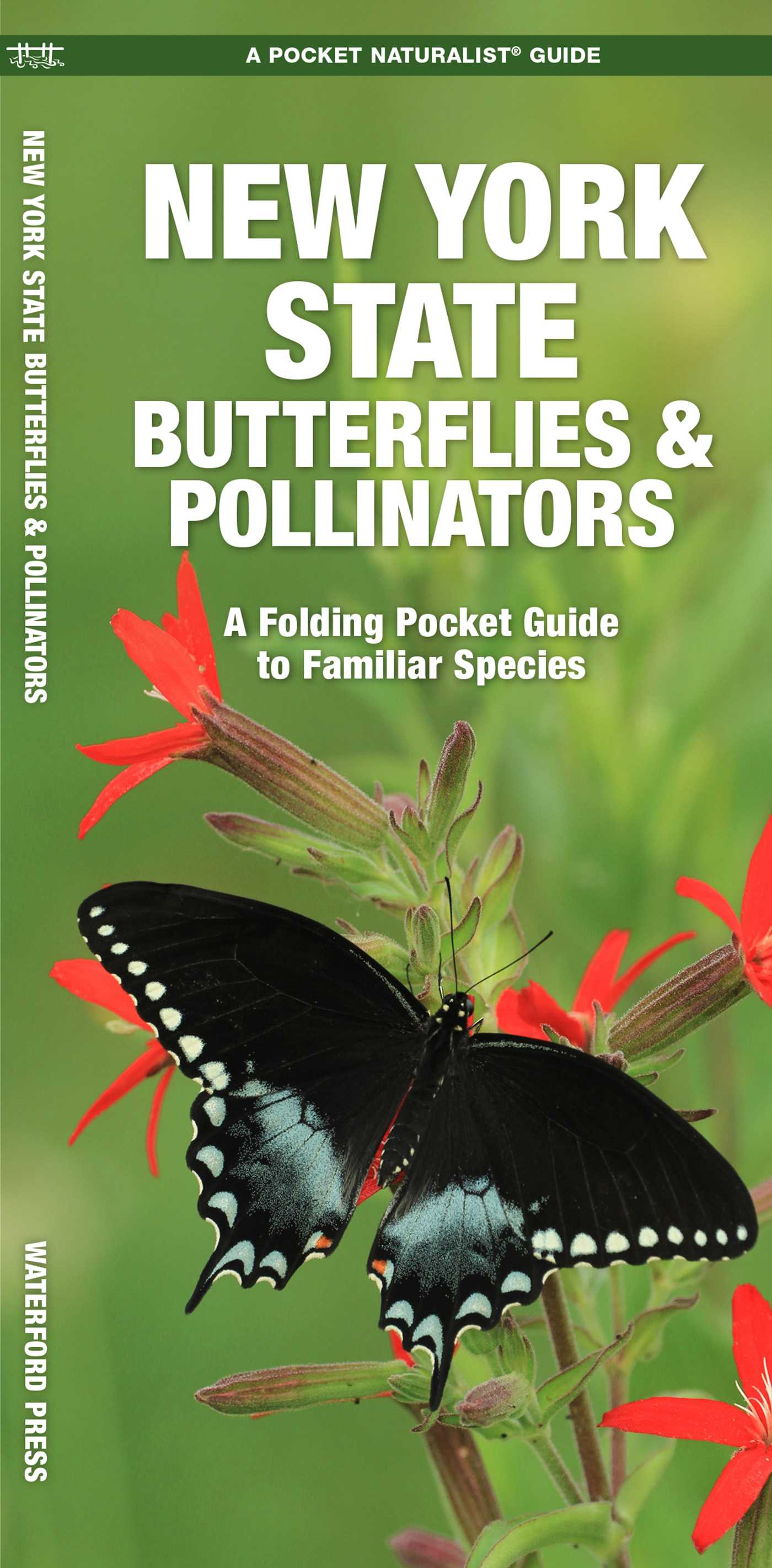 New York State Butterflies & Pollinators