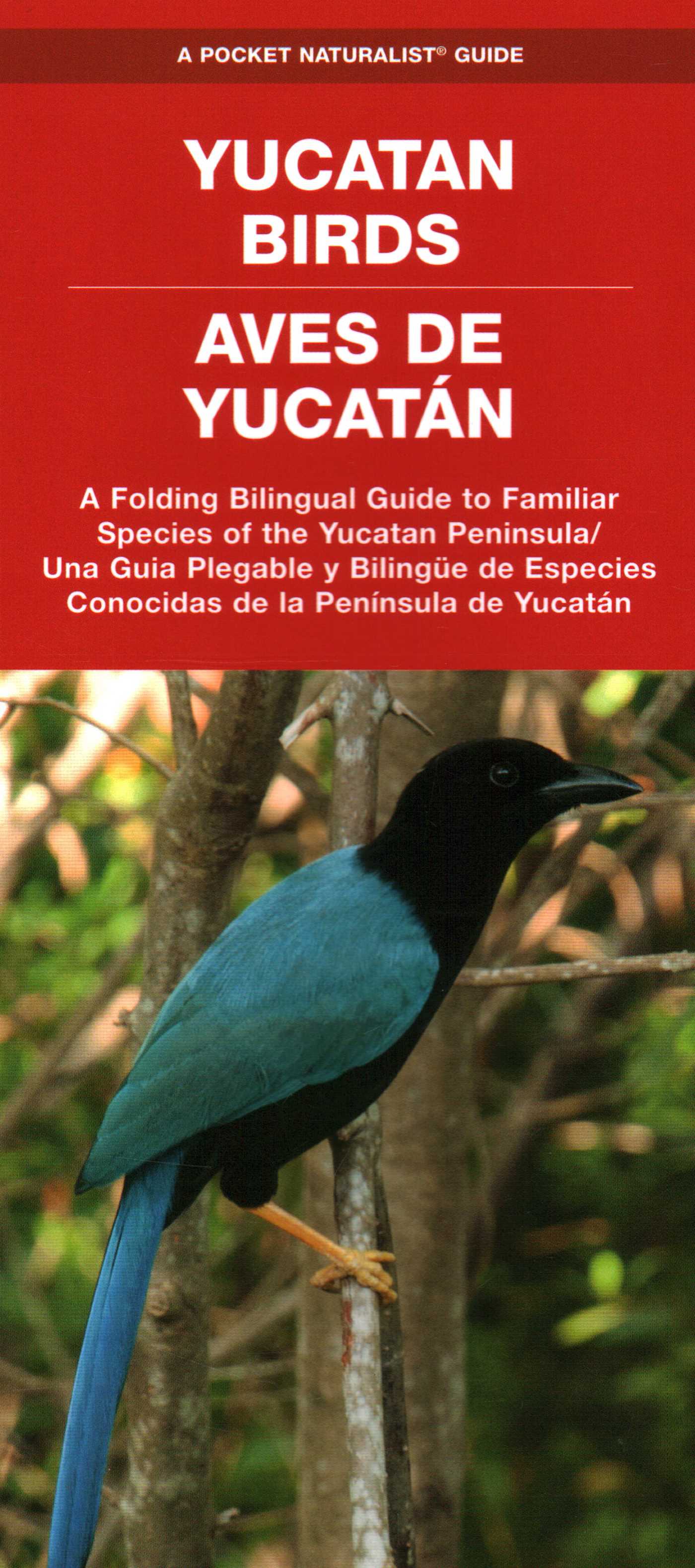 Yucatan Birds/Aves de Yucatan, 2nd Ed