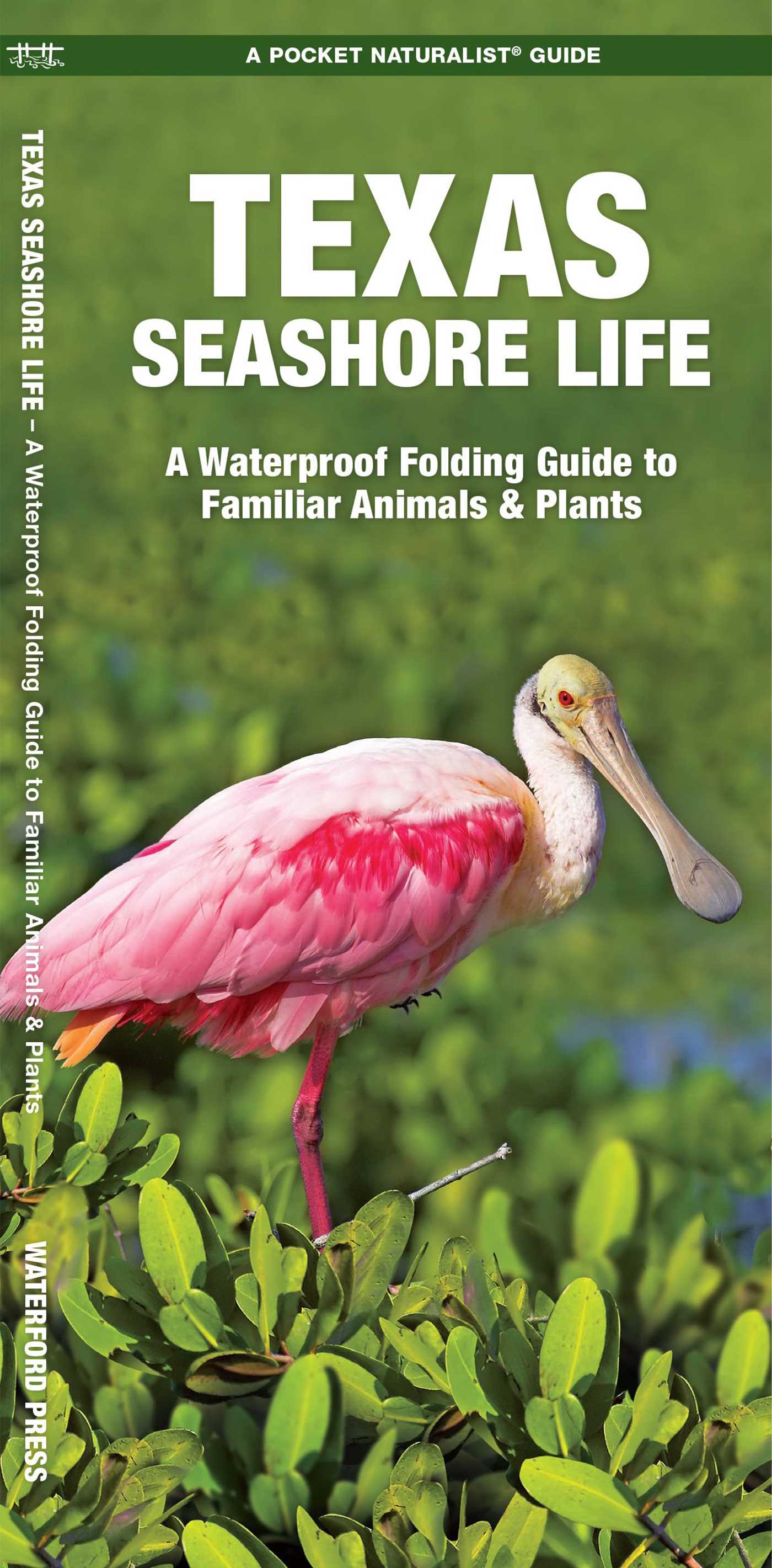 Texas Seashore Life, 3rd Ed