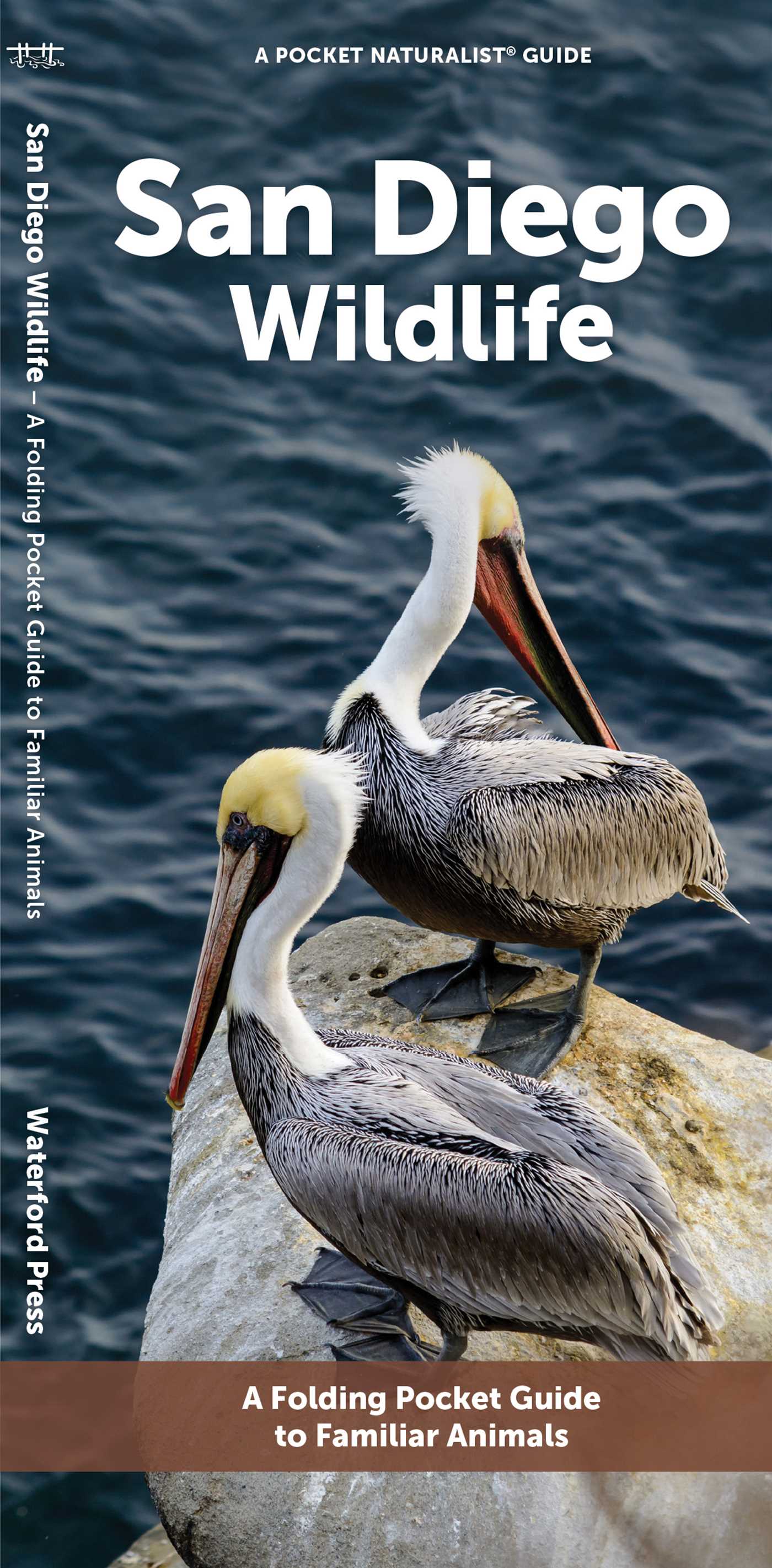 San Diego Wildlife