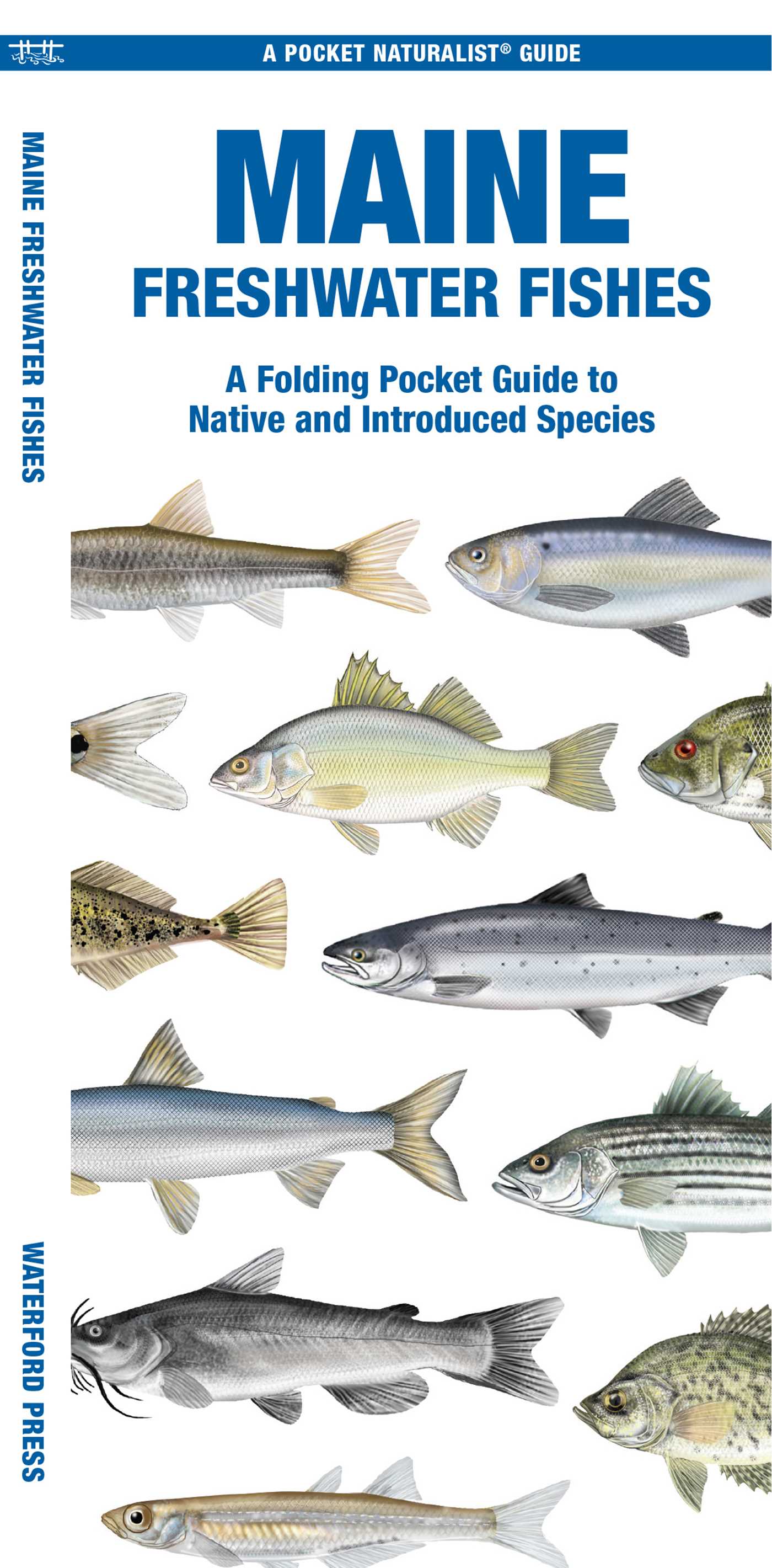 Maine Freshwater Fishes