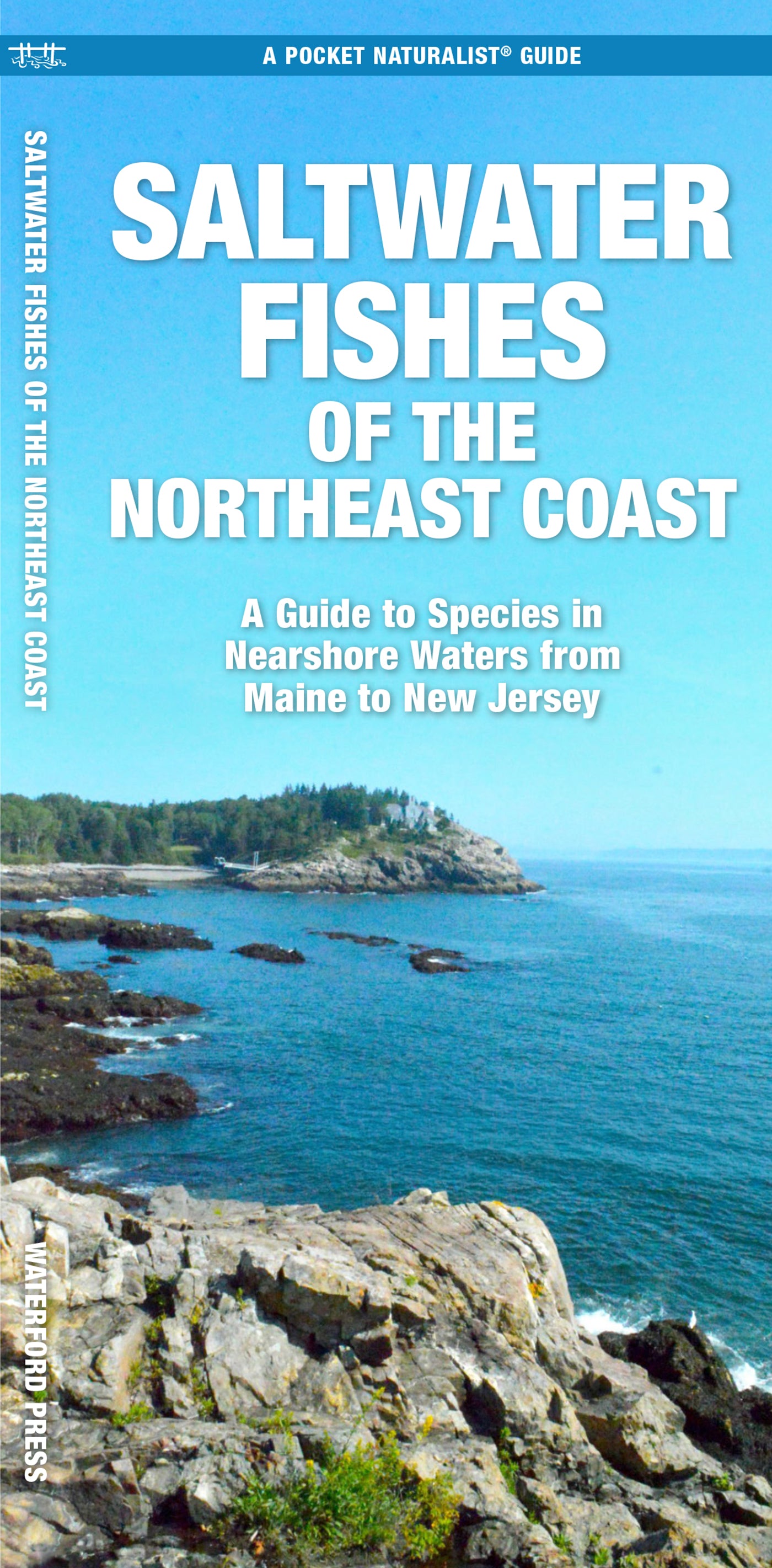 Saltwater Fishes of the Northeast Coast