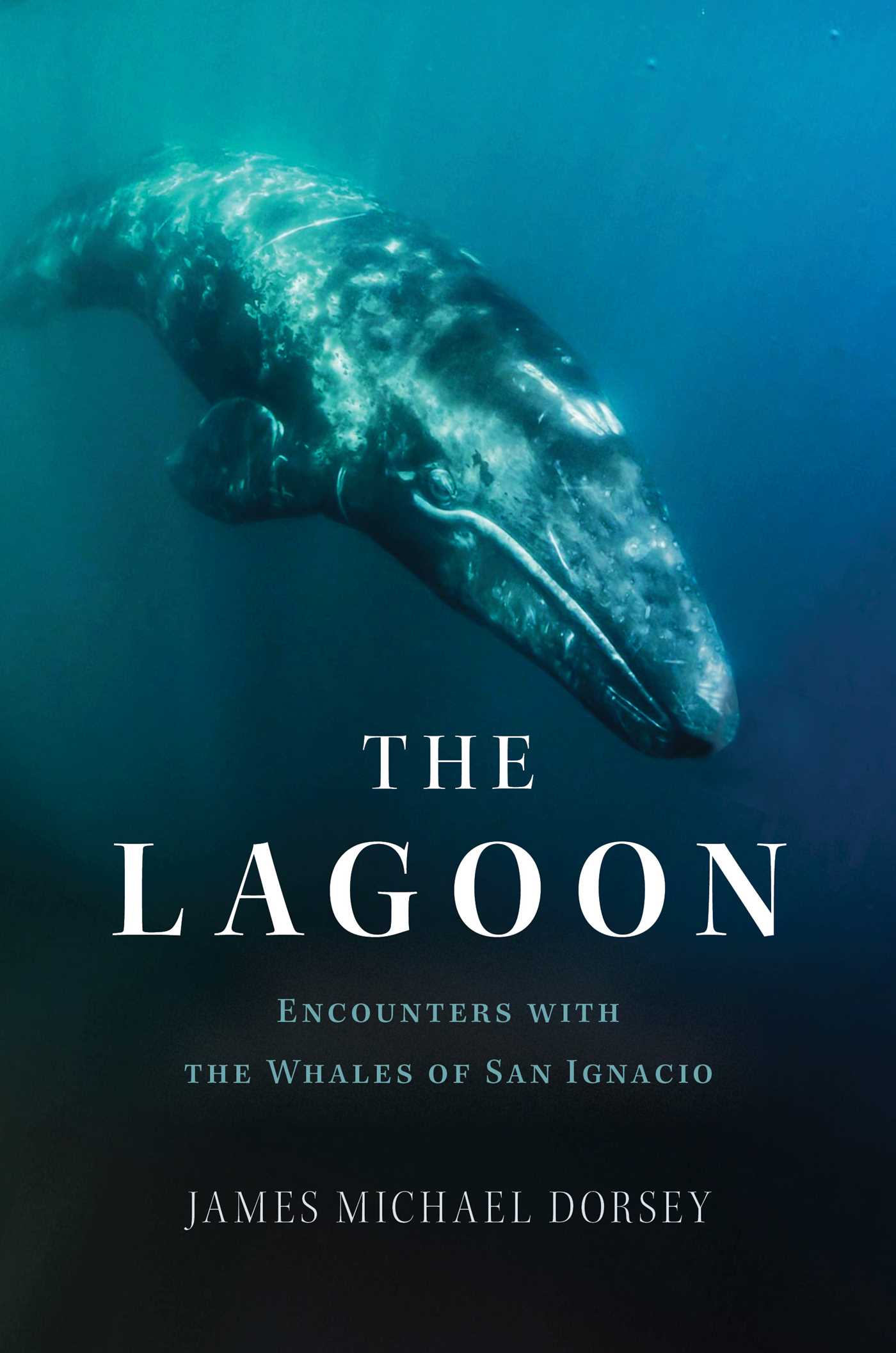 Lagoon : Encounters with the Whales of San Ignacio