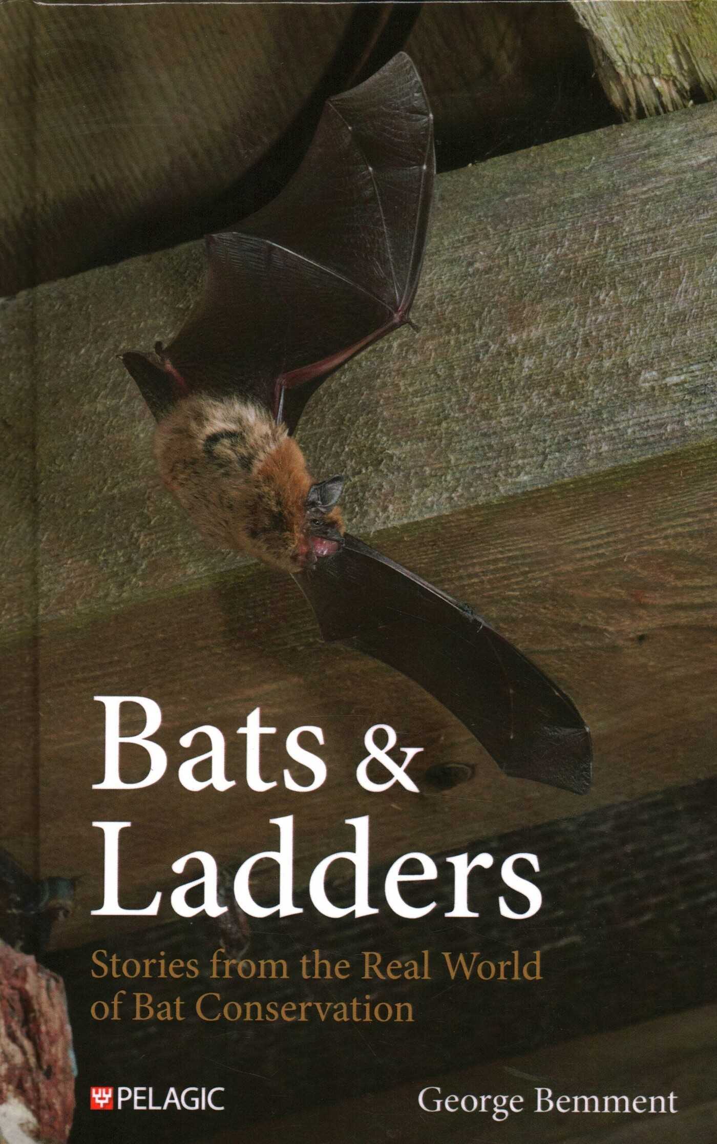 Bats & Ladders