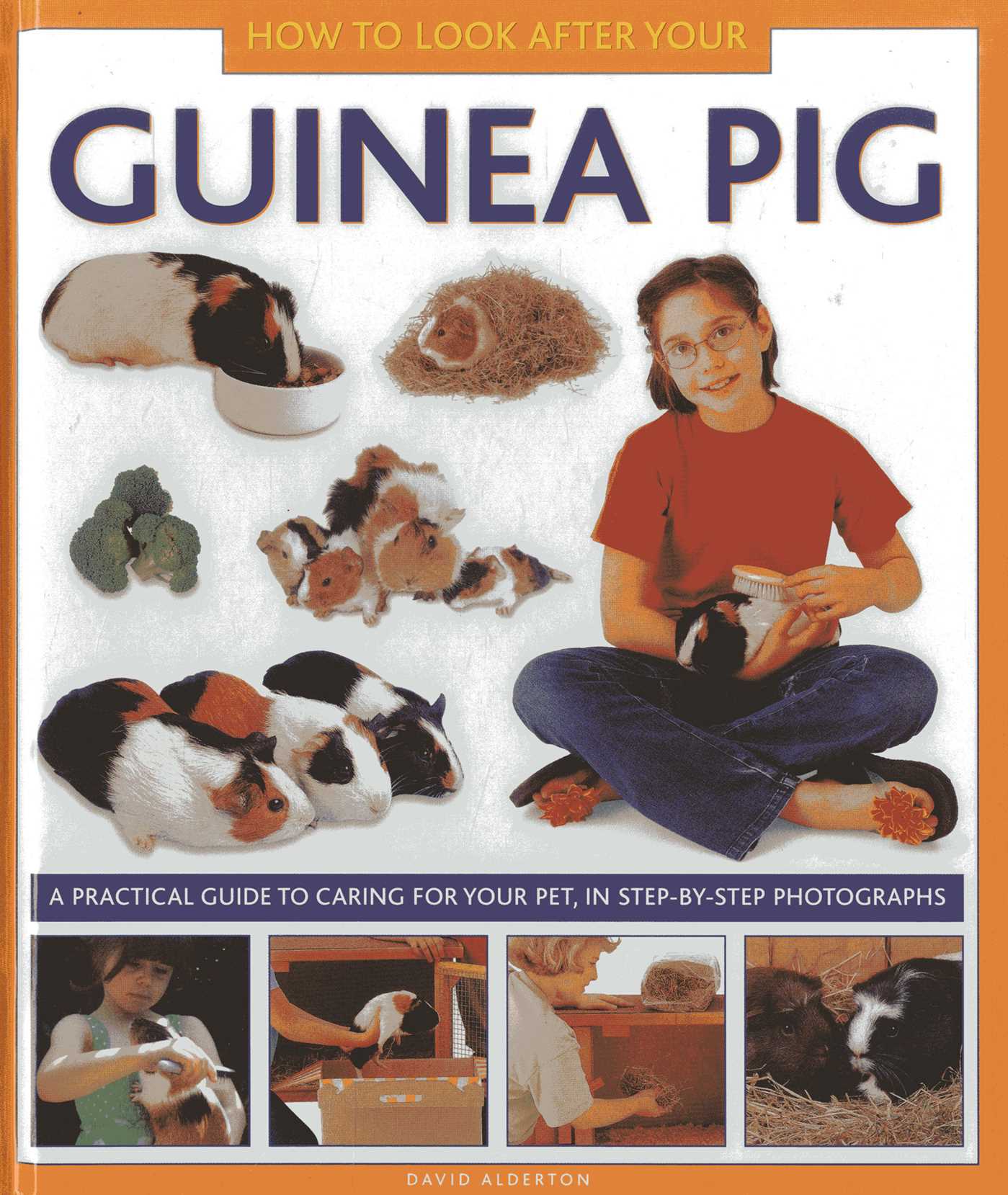 How To Look After Your Guinea Pig