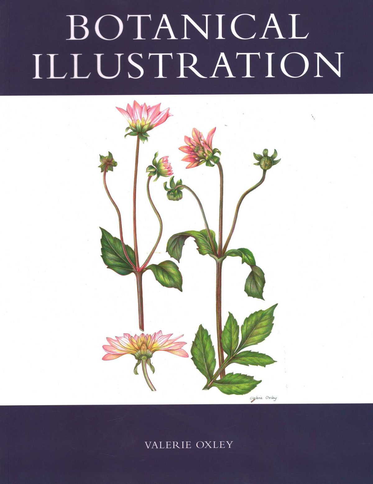 Botanical Illustration