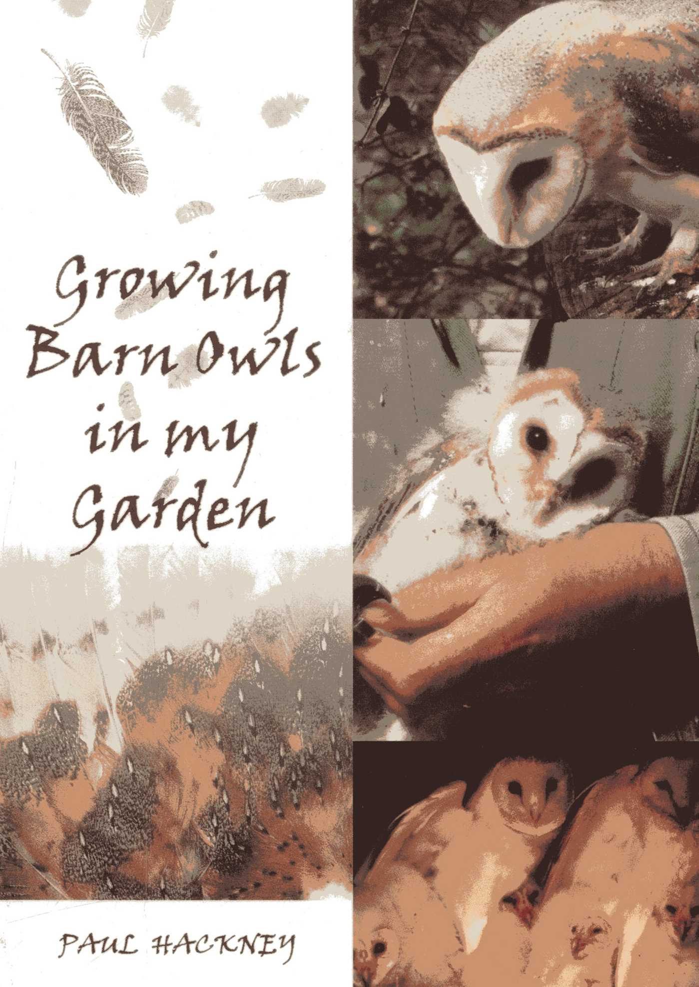 Growing Barn Owls in my Garden