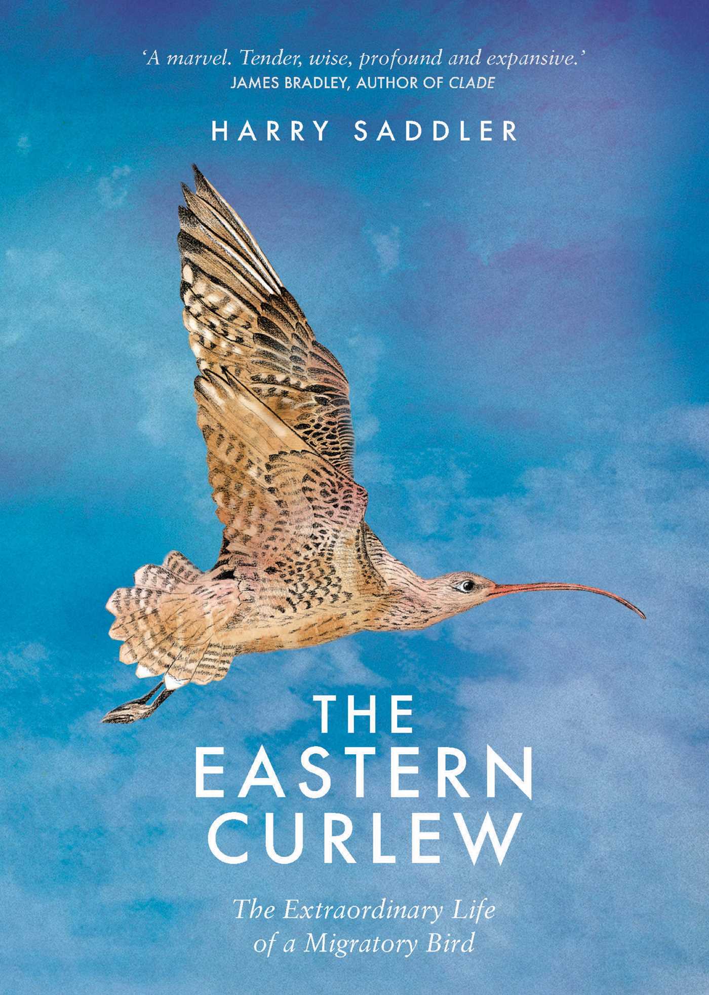 Eastern Curlew: The extraordinary life of a migratory bird