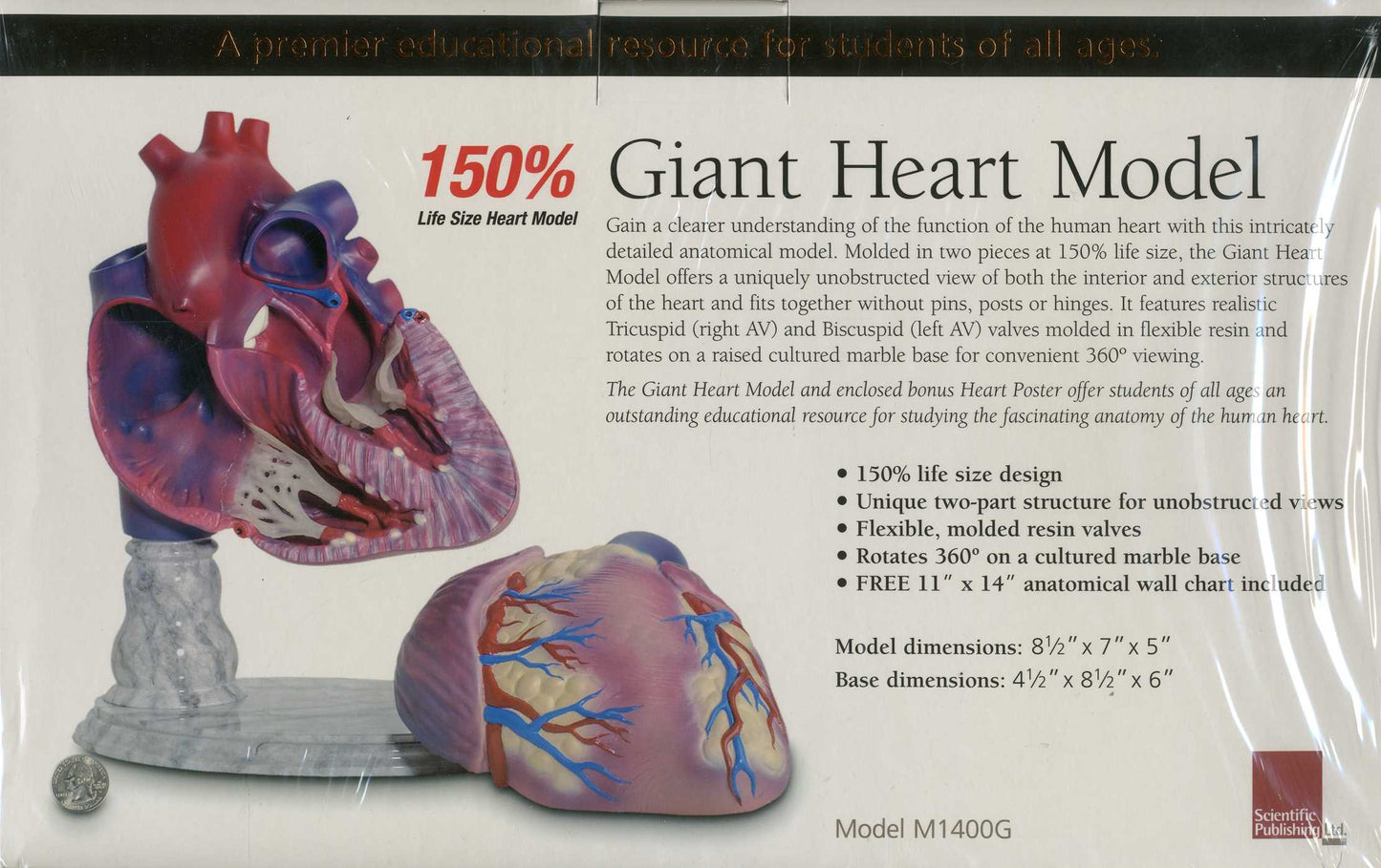Giant Heart Model