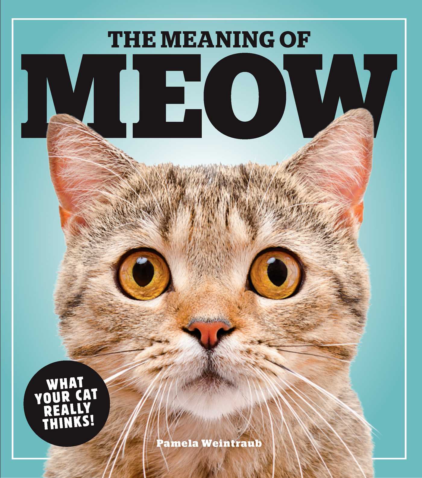 Meaning of Meow: What Your Cat Really Thinks!