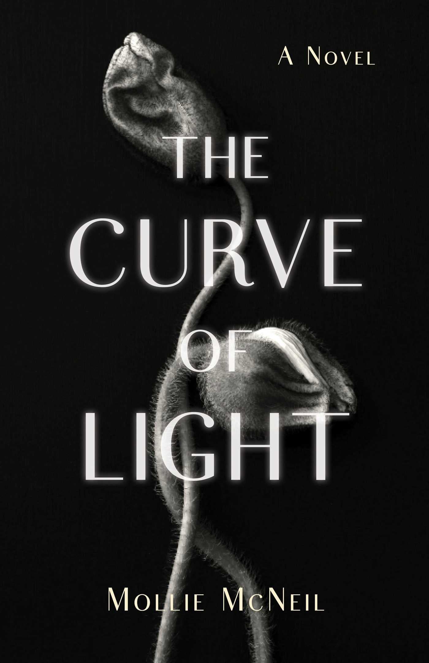 Curve of Light: A Novel